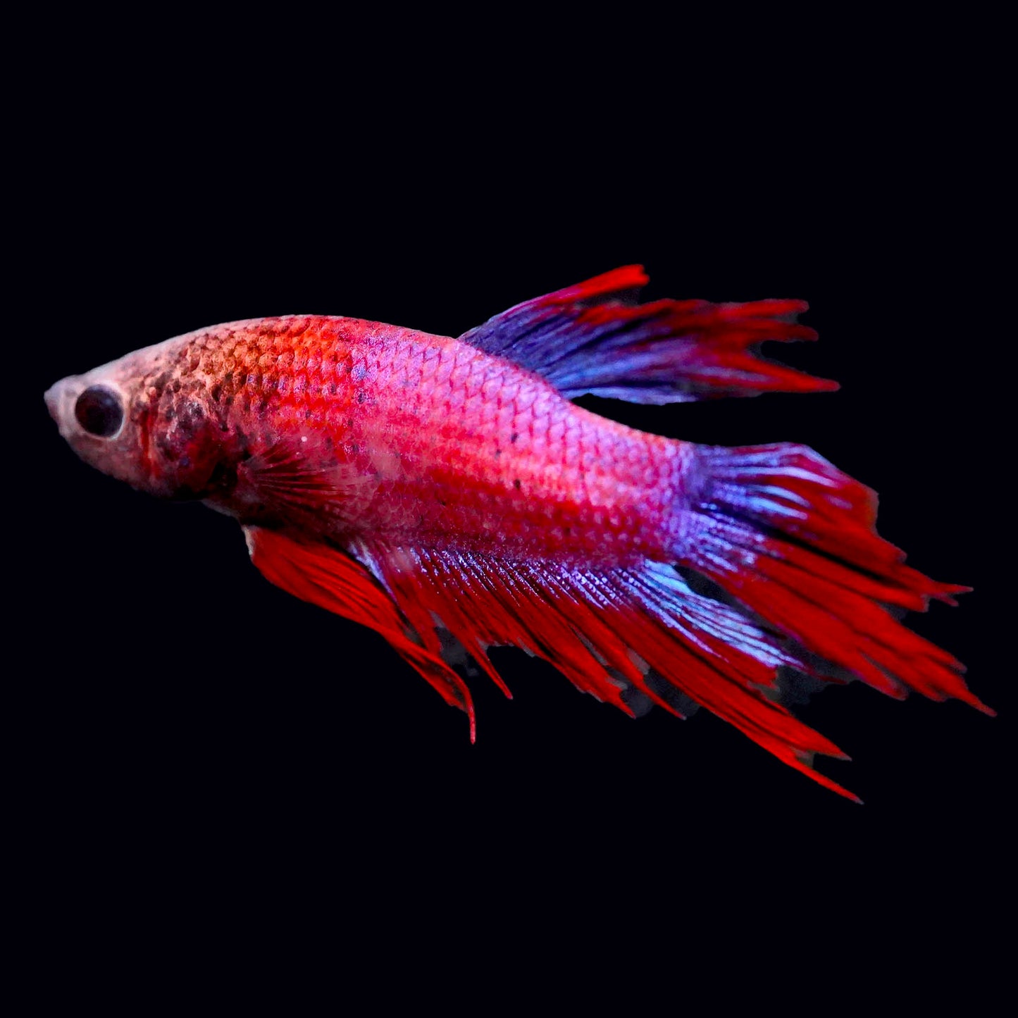 Crown Tail Betta, Red and Purple
