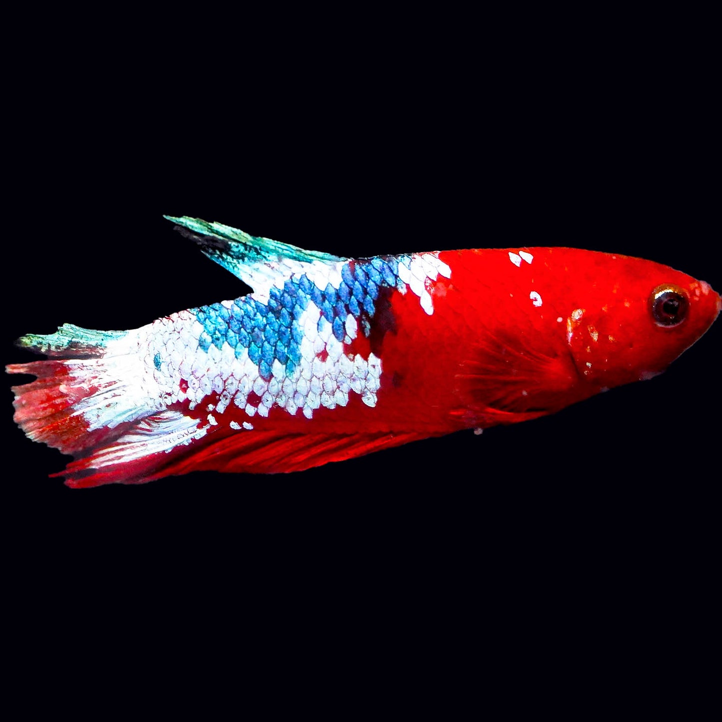 Koi Betta - Red, Green, Blue, and White WYSIWYG