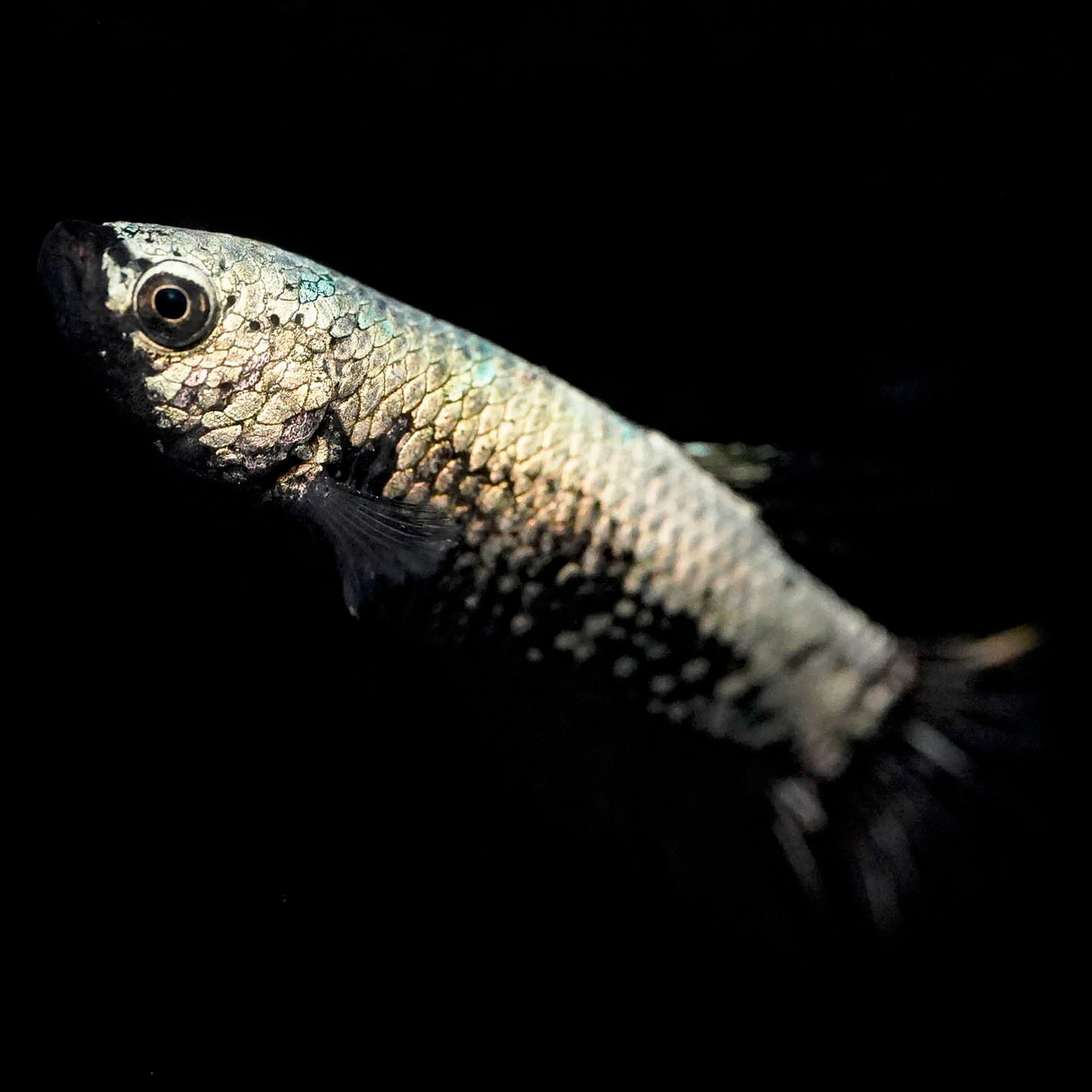 Dragon Scale Plakat Betta, White and Black WYSIWYG