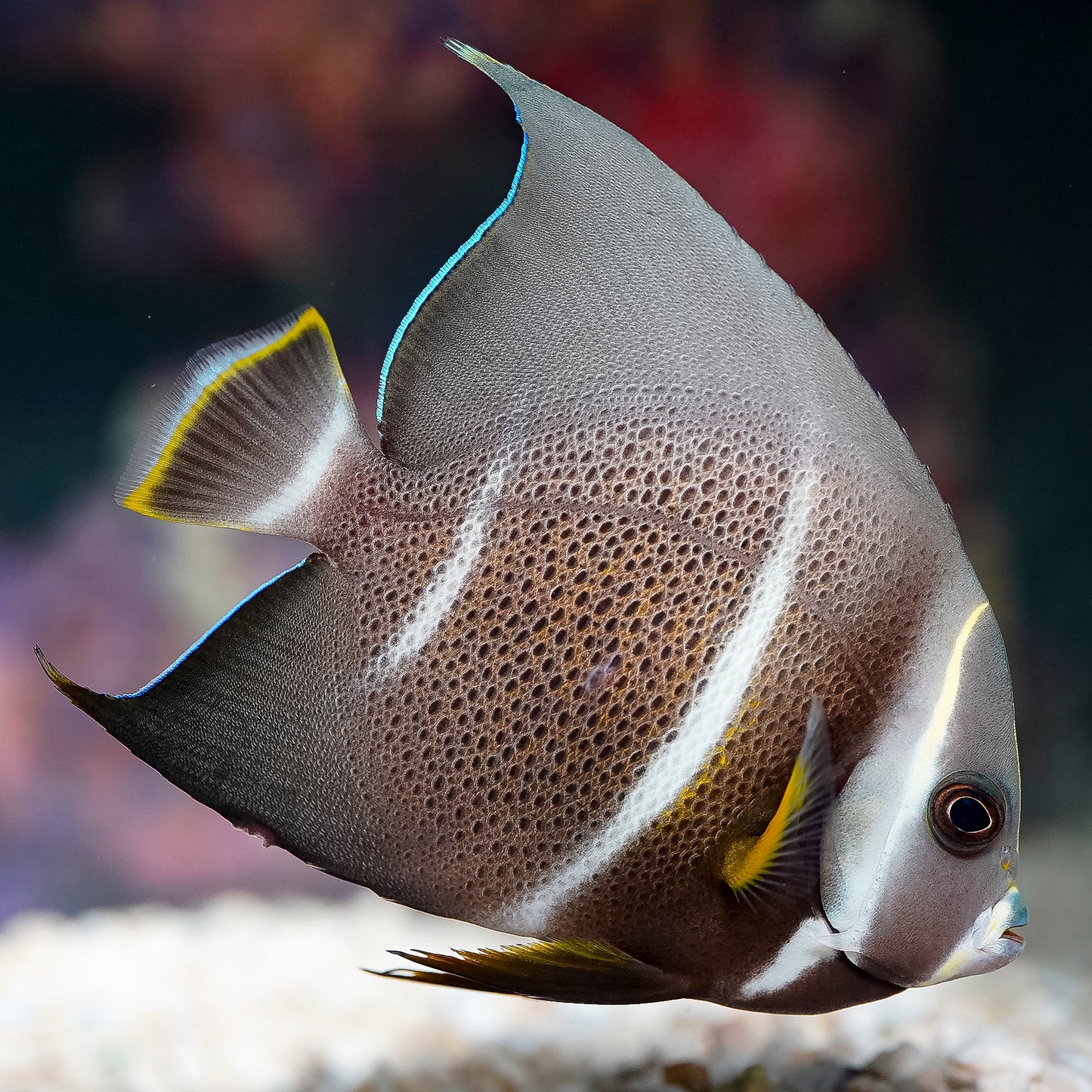 Gray (Black) Angelfish Transitioning 4" WYSIWYG