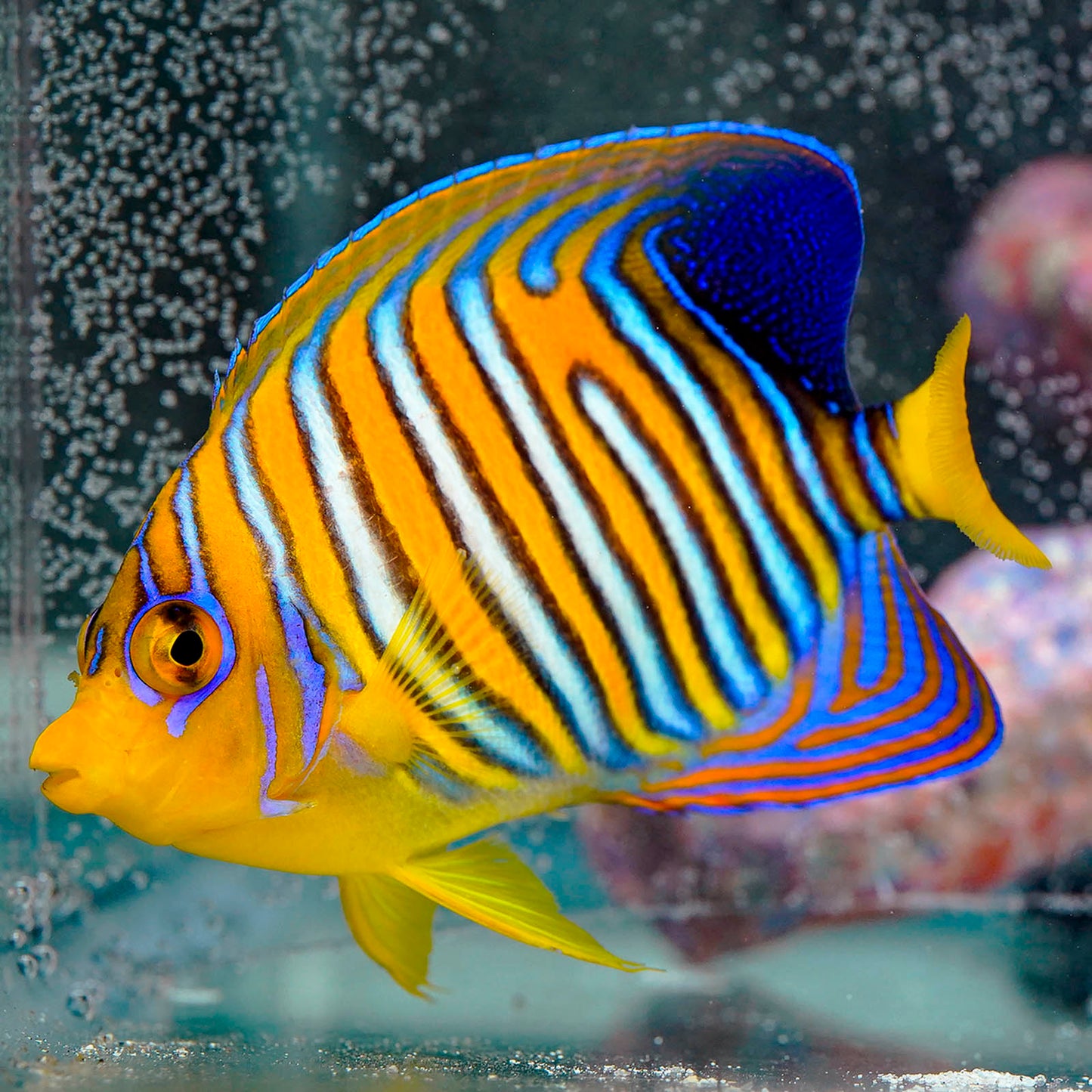 Regal Angelfish 4.5" EXPERT ONLY WYSIWYG