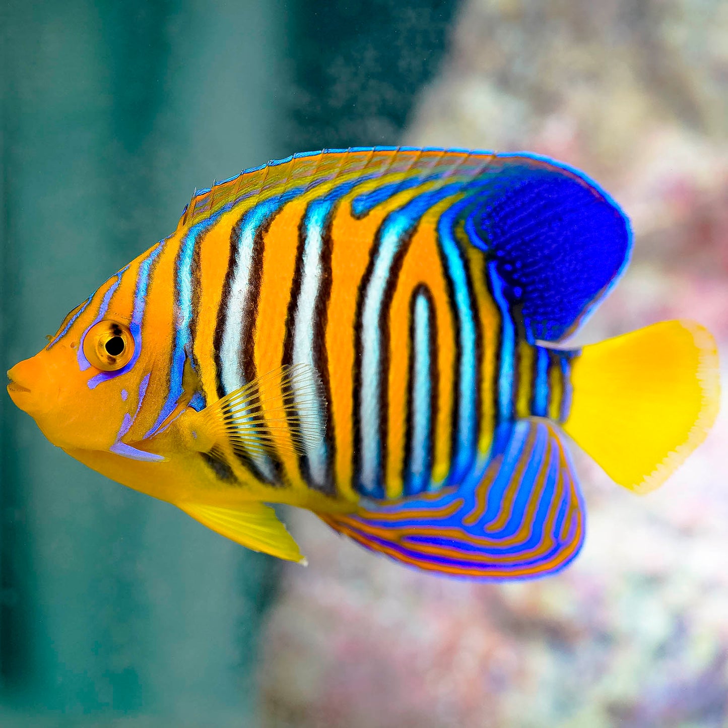 Regal Angelfish 5" EXPERT ONLY WYSIWYG