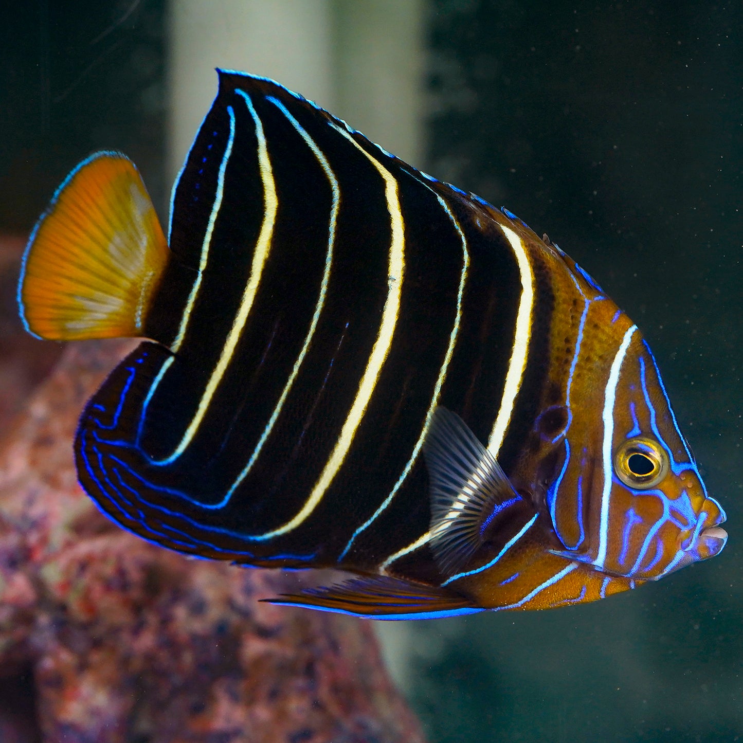 Chrysurus Angelfish 5" WYSYWYG