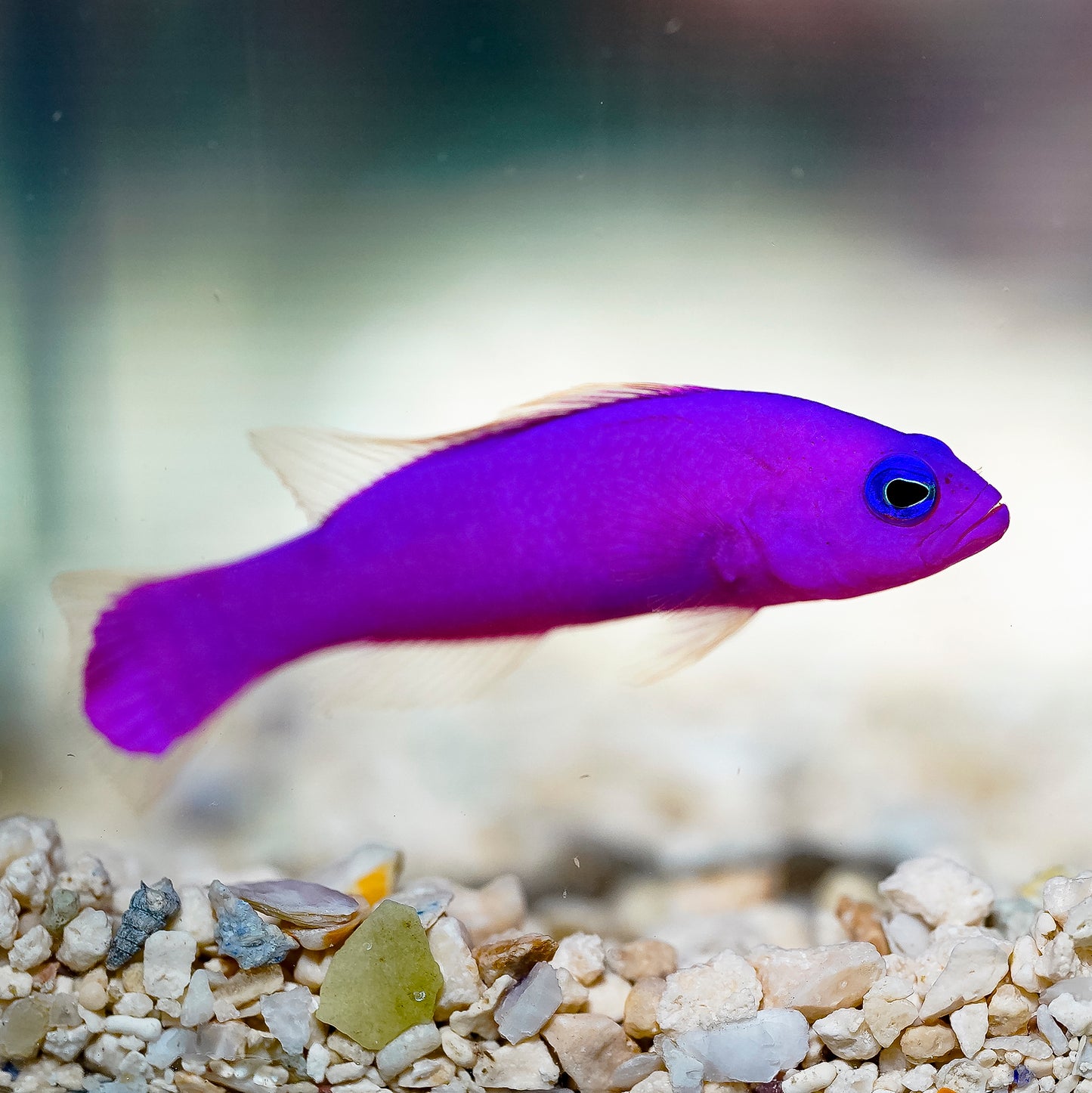 Purple Dottyback 2.25" WYSIWYG