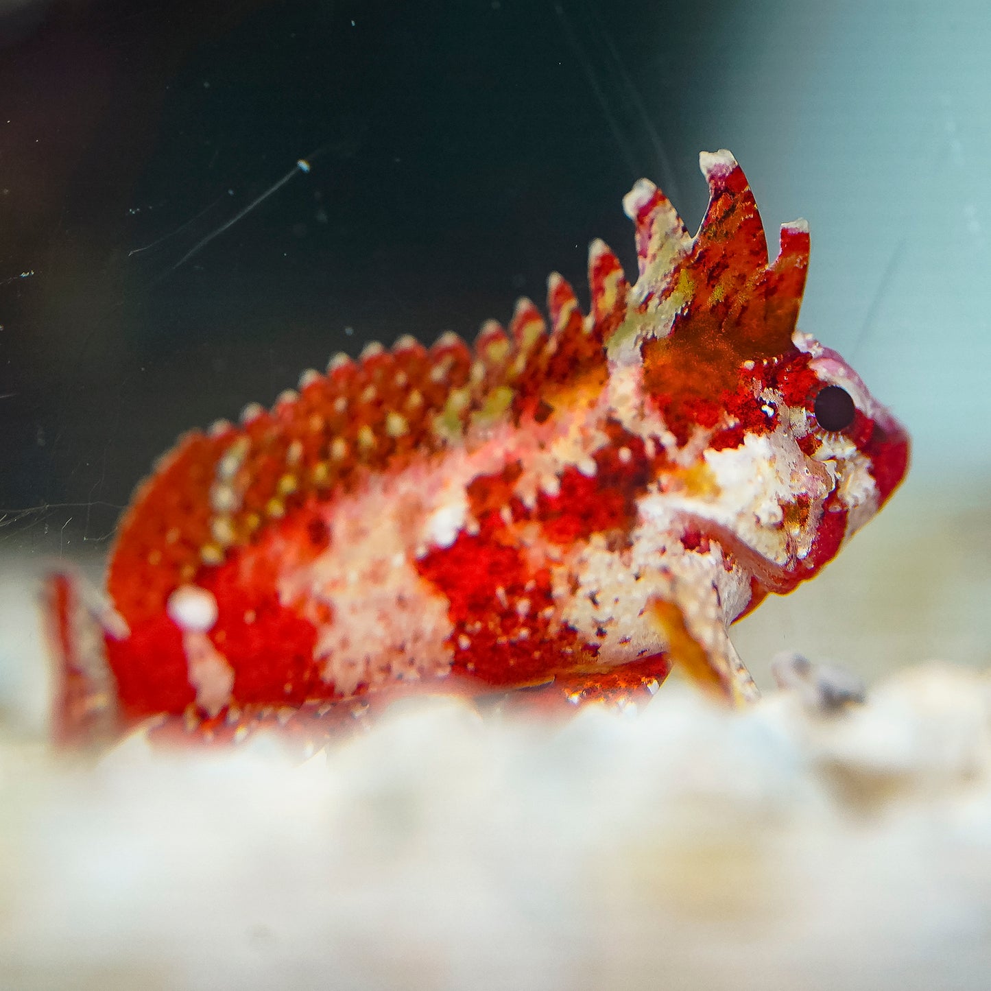 Pygmy Red Rooster Waspfish 1.75" WYSIWYG