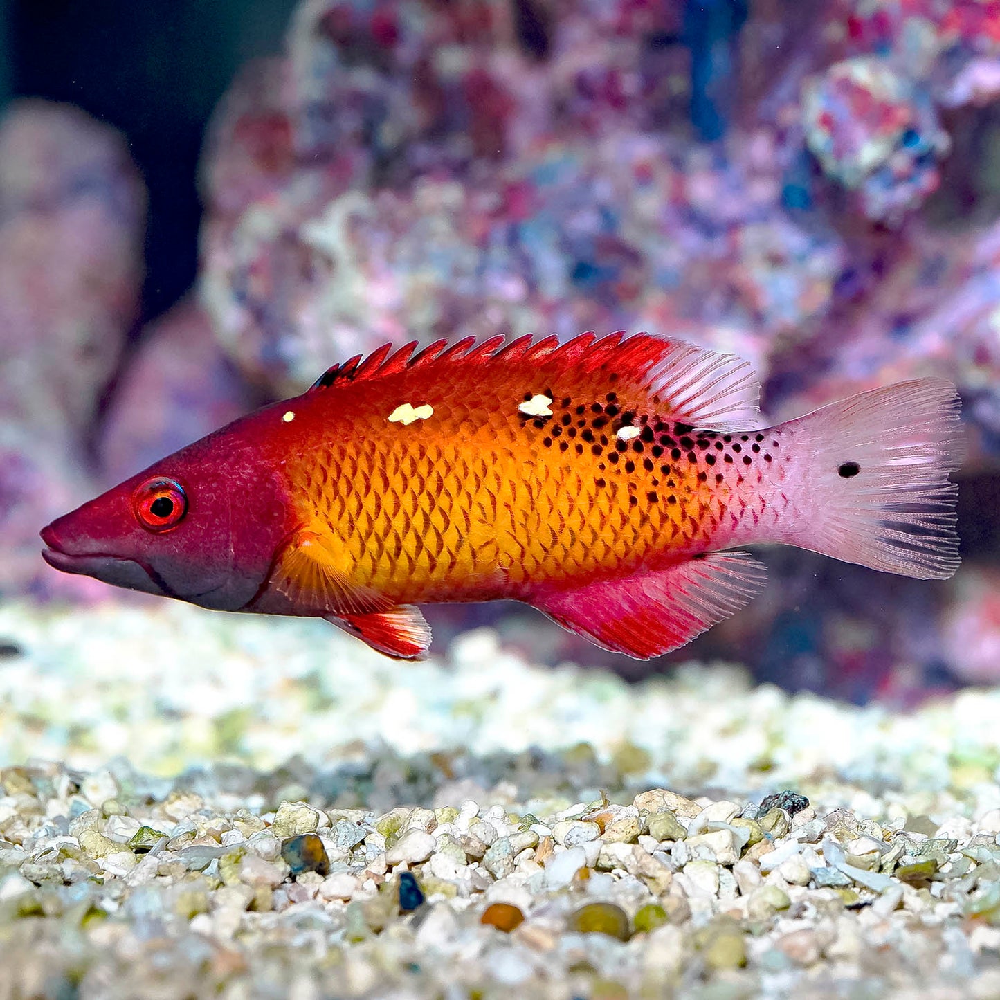 Axilspot Hogfish 5" WYSIWYG