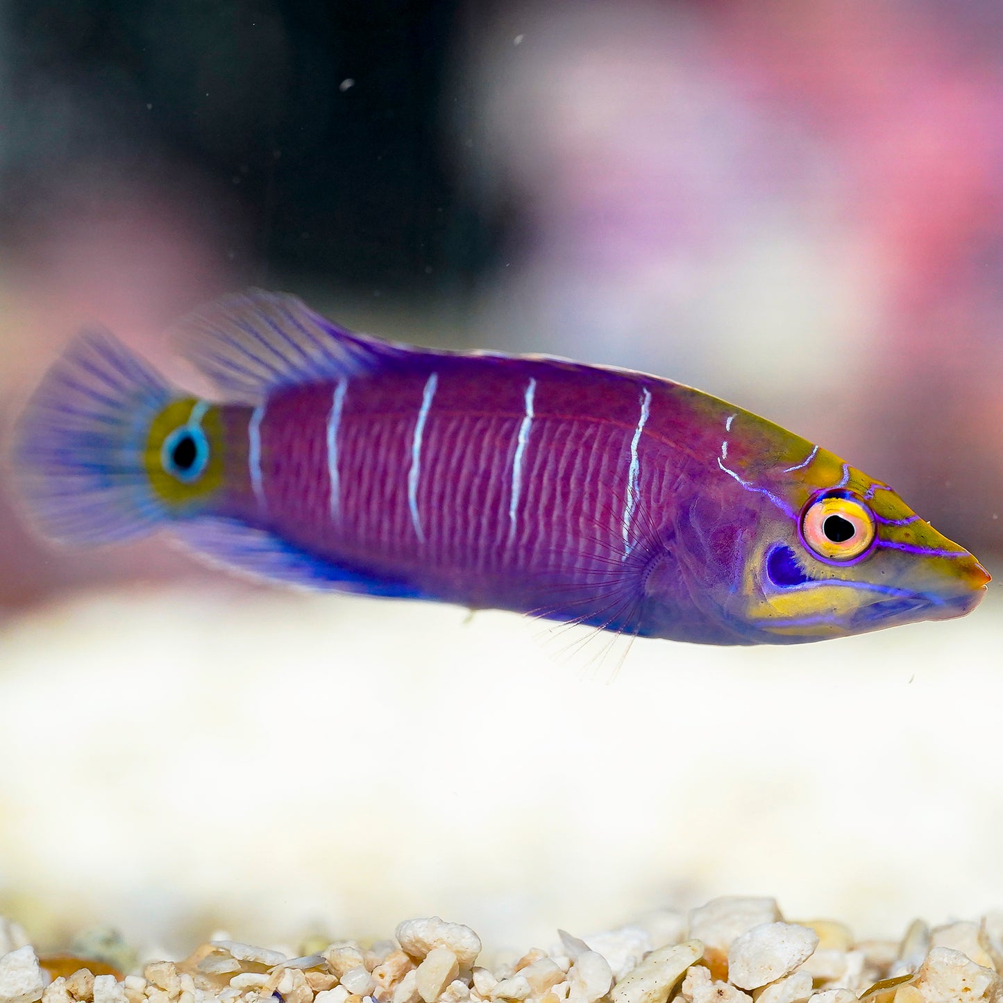 Mystery Wrasse 2.75" WYSIWYG