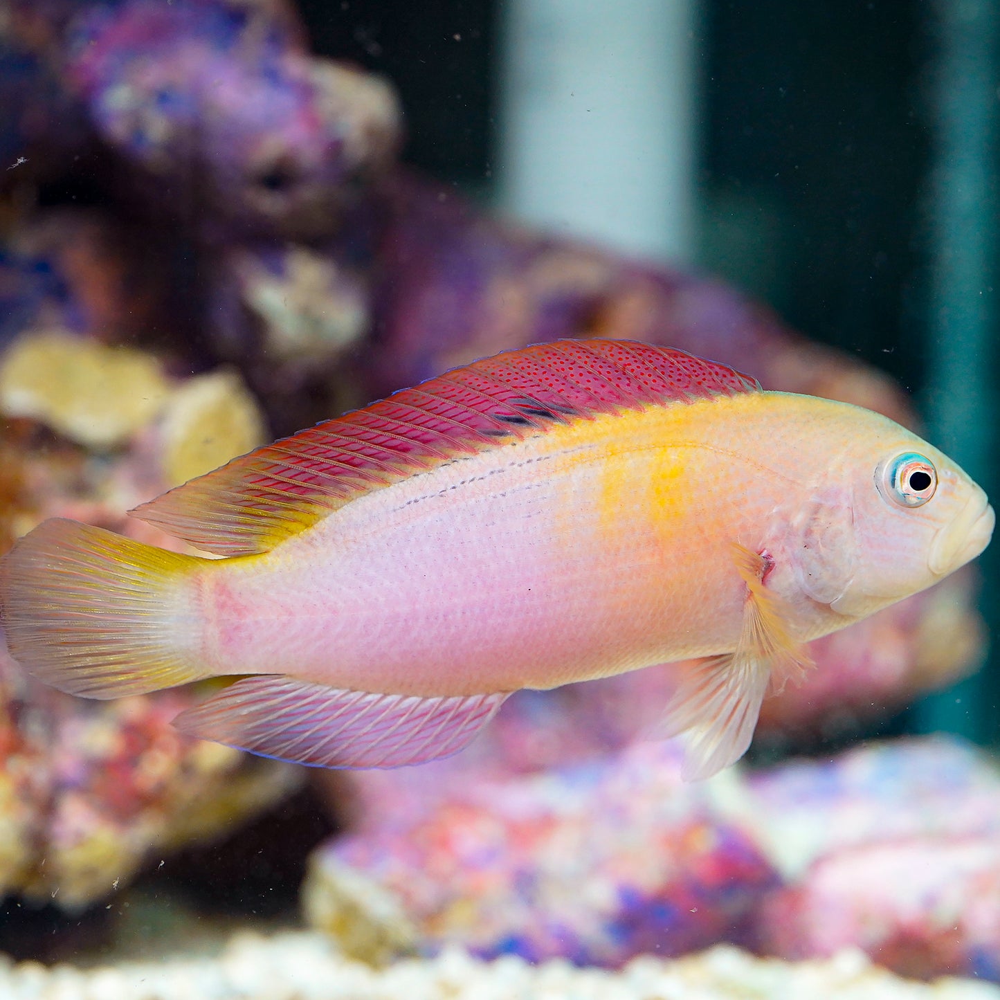 Dampiera Dottyback 5.5" WYSIWYG
