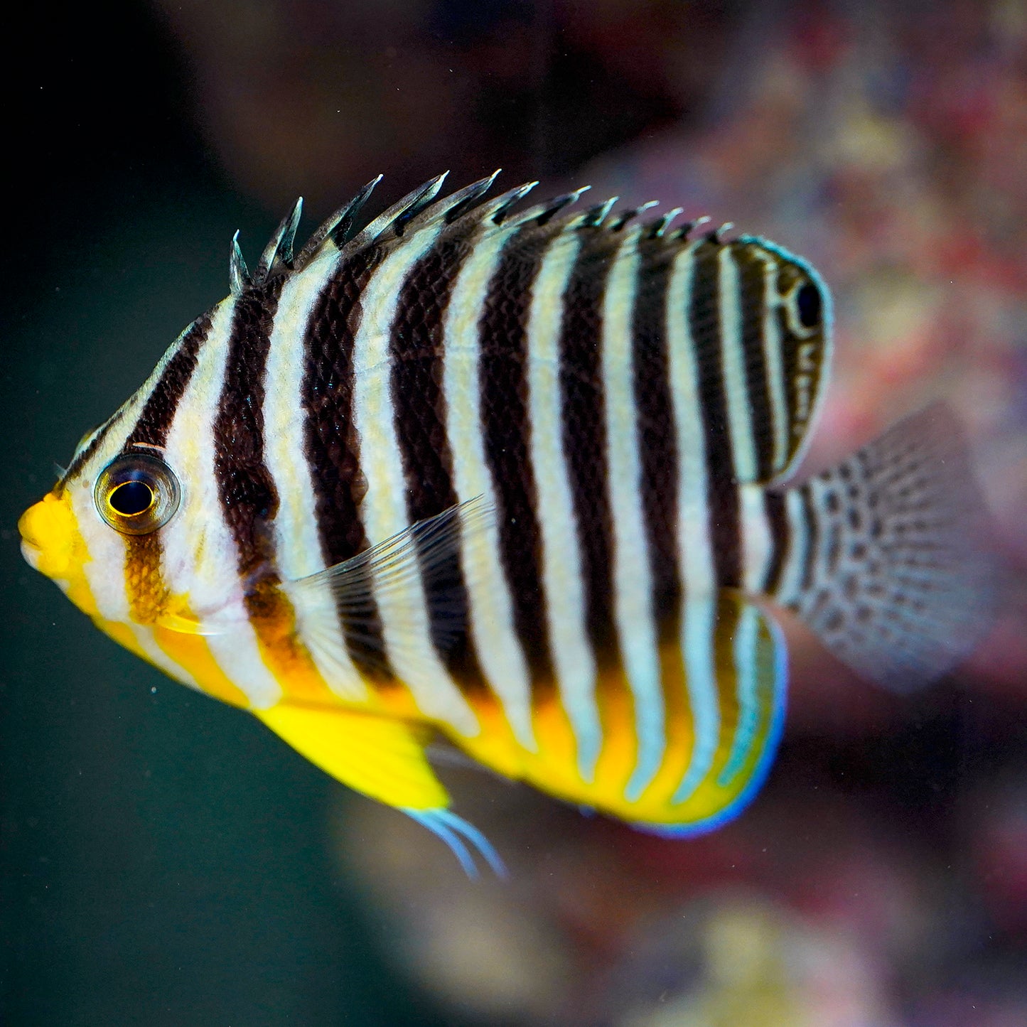 Multibar Angelfish EXPERT ONLY 2.75" WYSIWYG