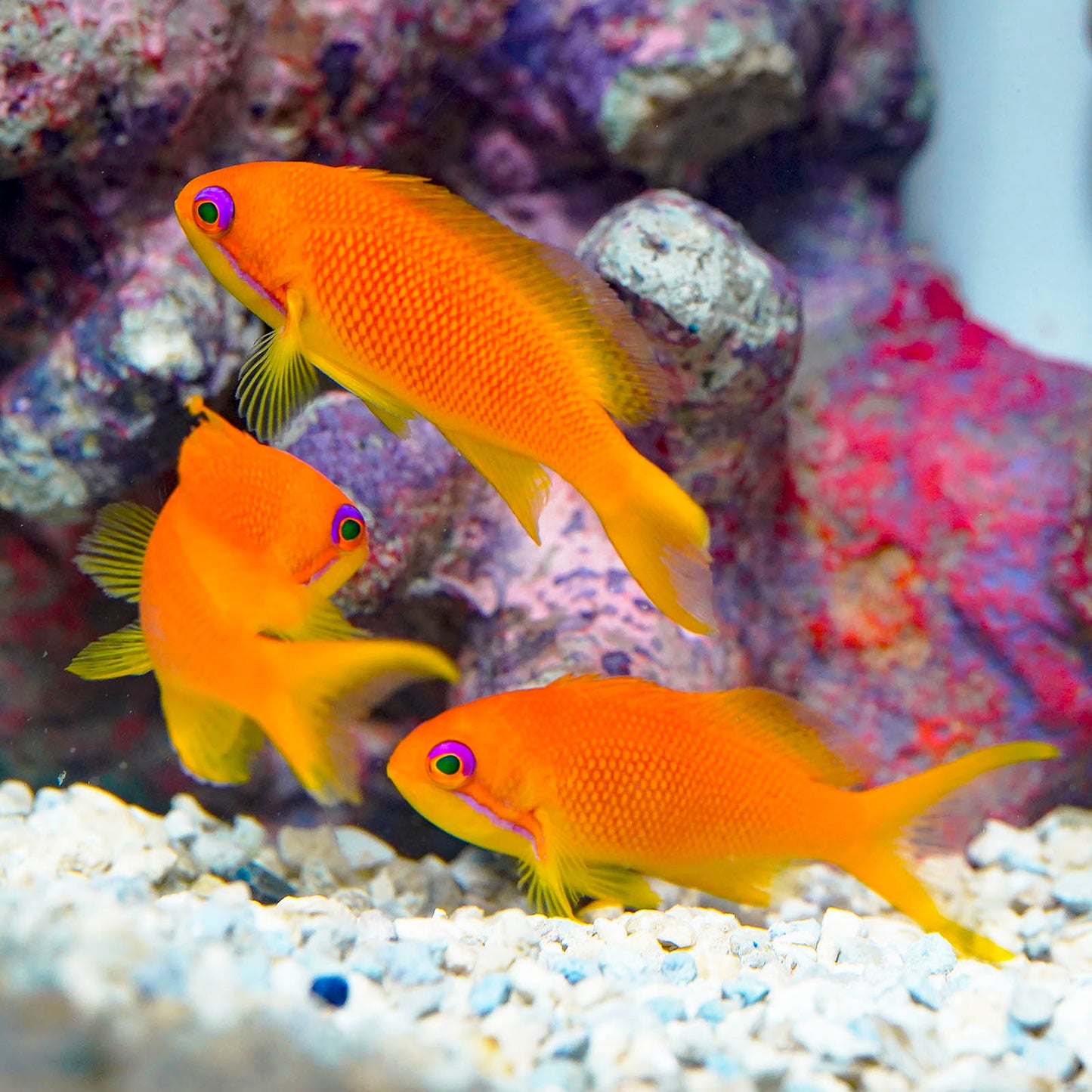 Lyretail Anthias Female 3-Lot 2" to 2.75" WYSIWYG