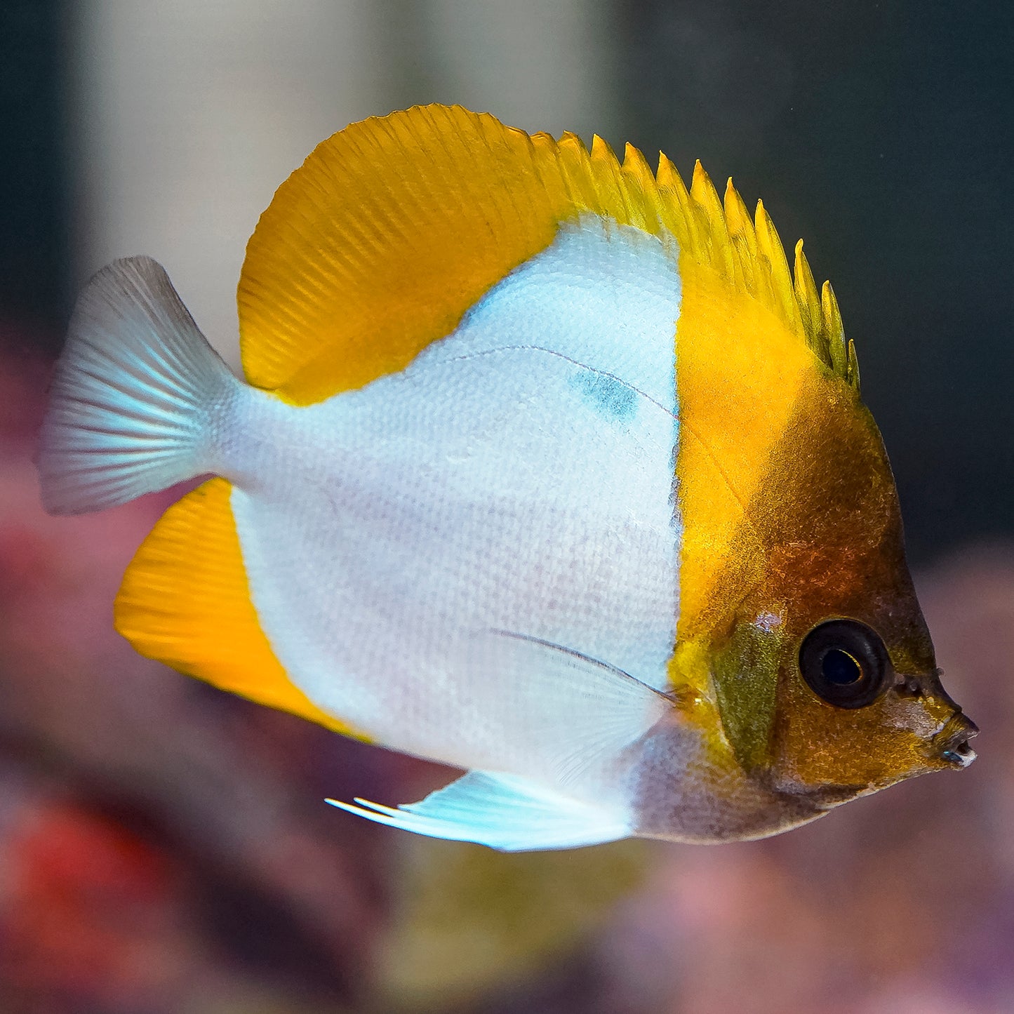 Yellow Pyramid Butterflyfish 3.25" WYSIWYG