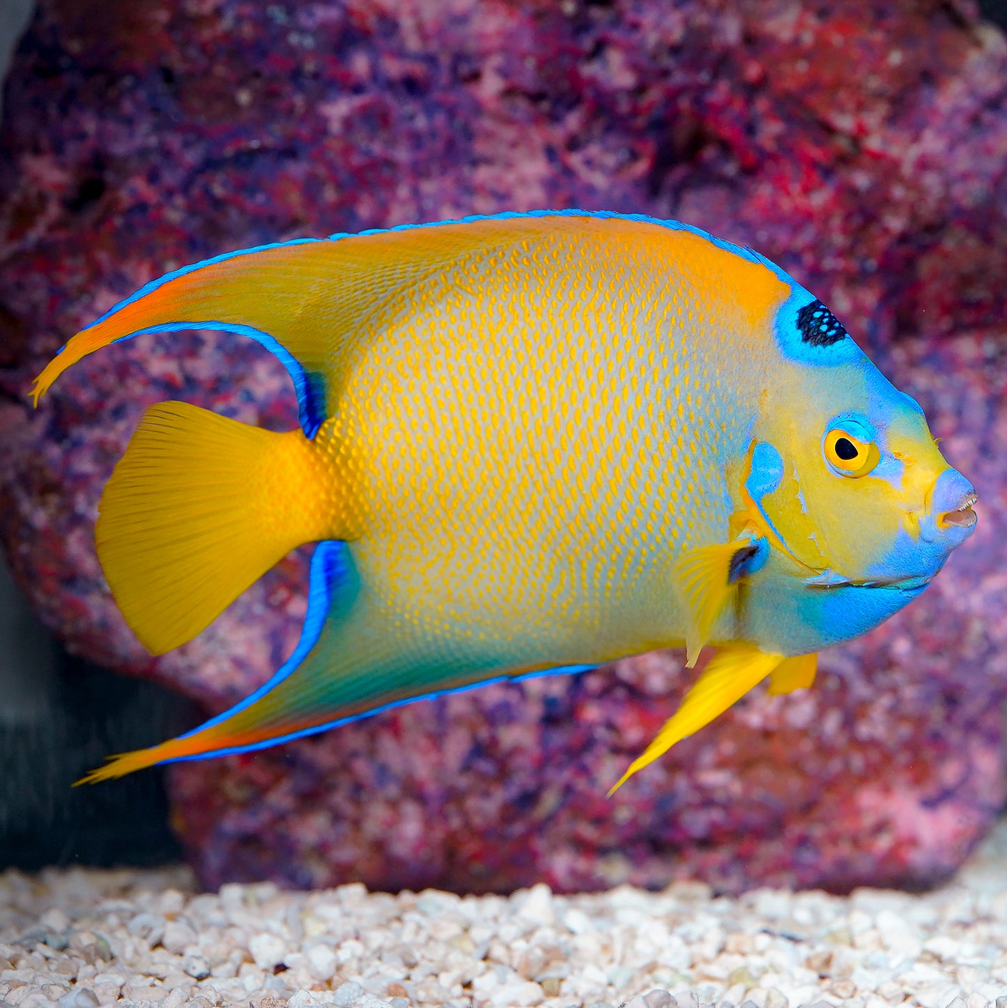Queen Angelfish 6.5" WYSIWYG