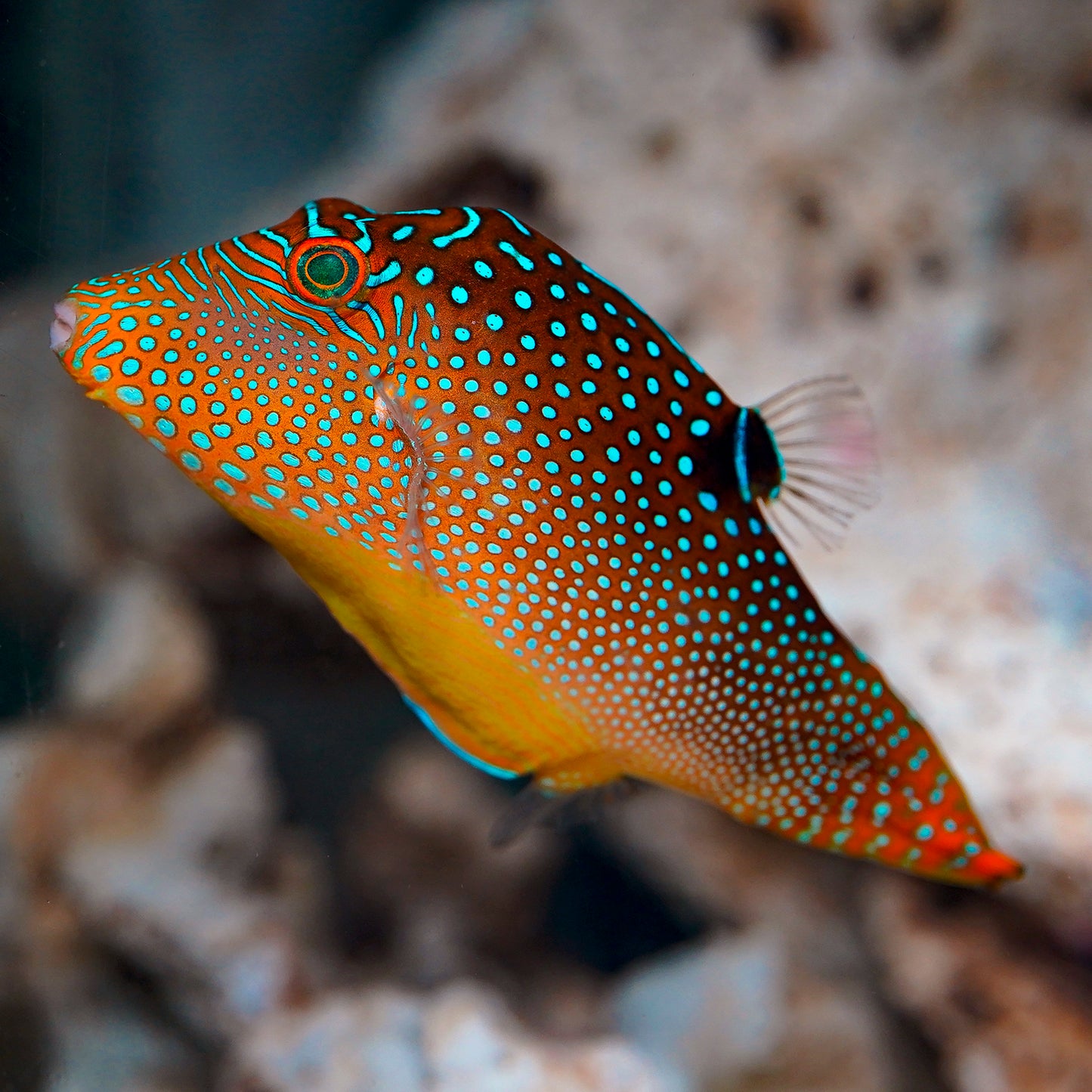 Blue Spotted Puffer 3.5" WYSIWYG