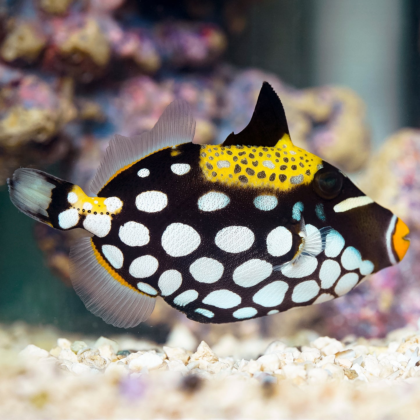 Clown Triggerfish 4.5" WYSIWYG