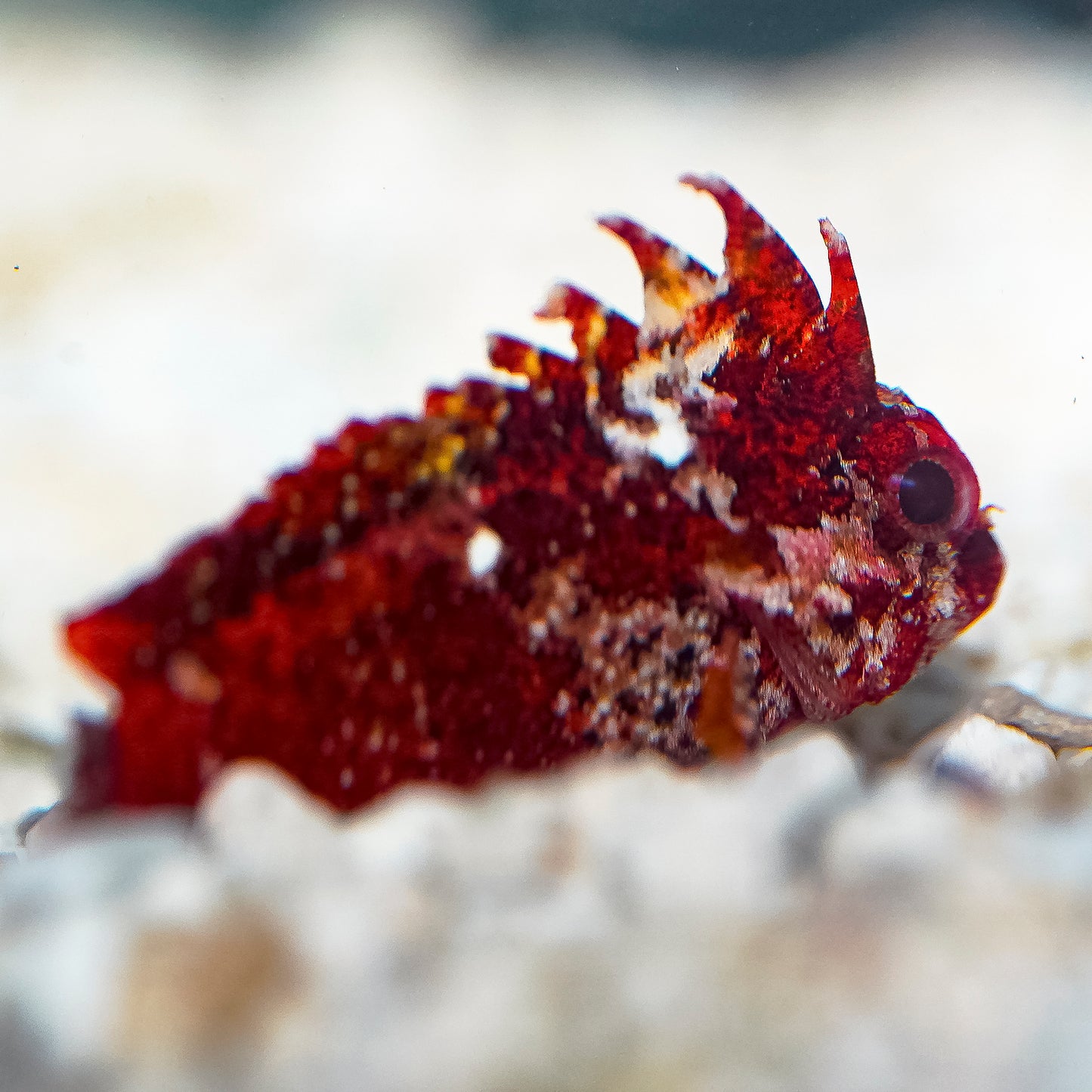 Pygmy Red Rooster Waspfish 2" WYSIWYG
