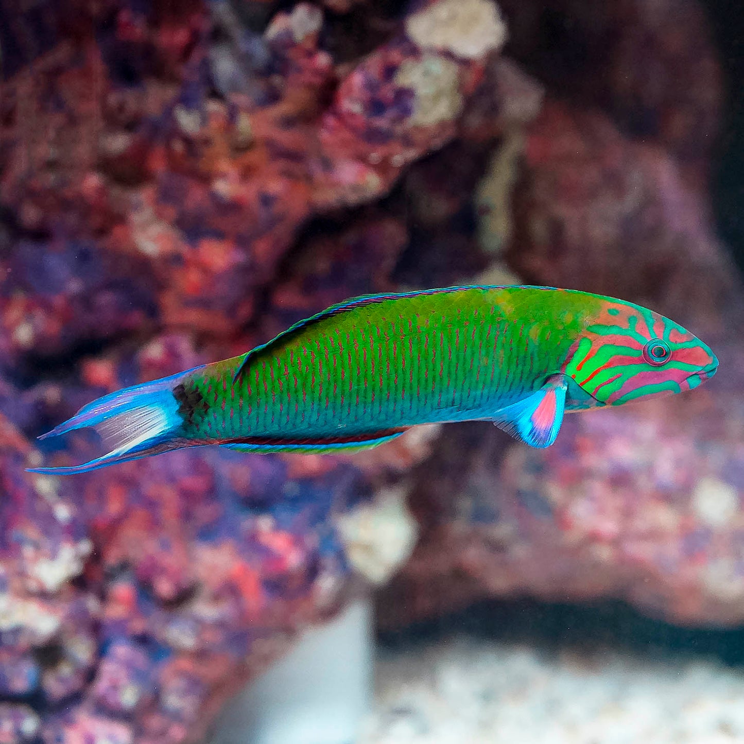 Lyretail Wrasse 5.5" WYSIWYG
