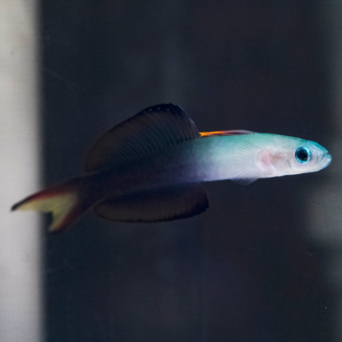 Scissortail Dartfish 4.5" WYSIWYG
