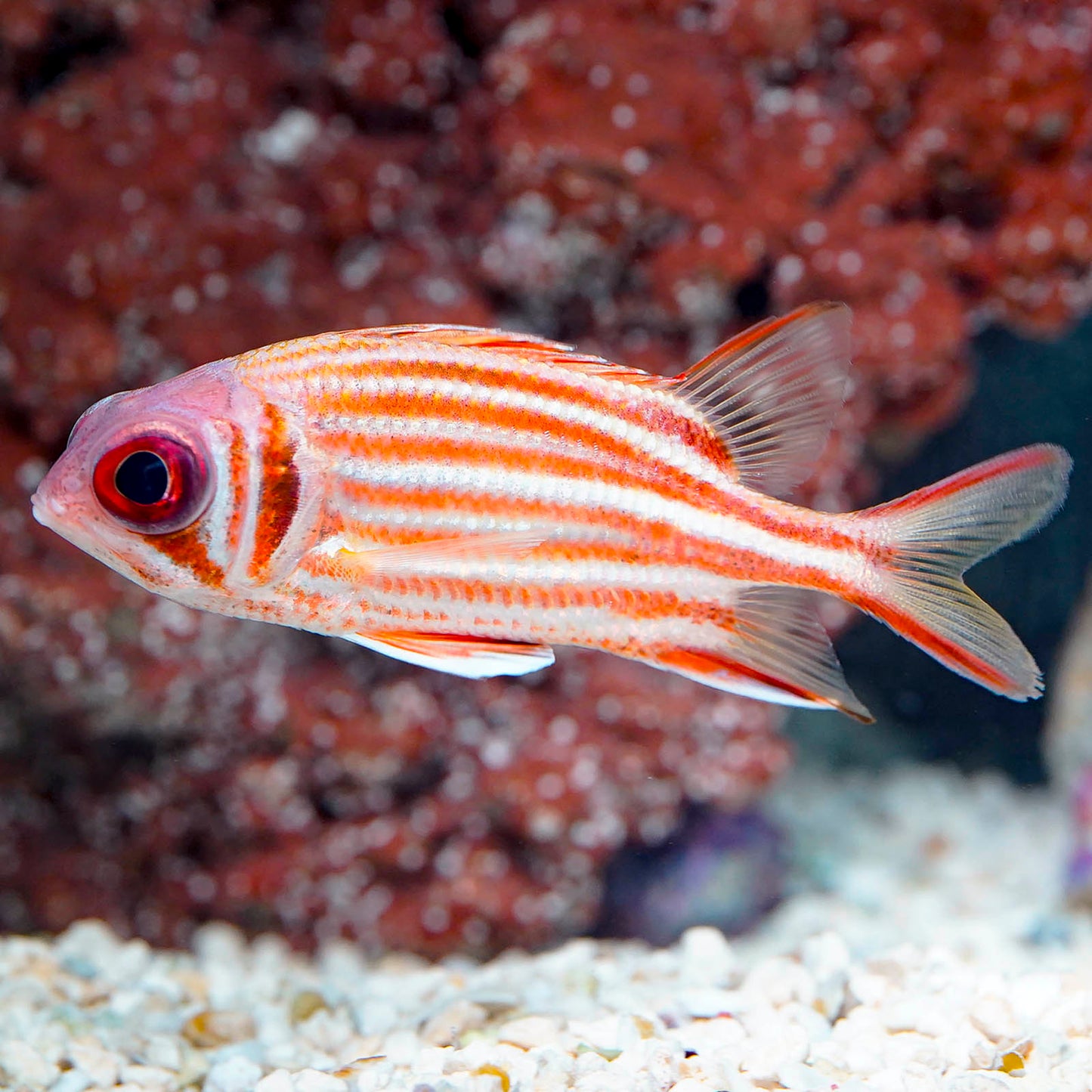 Striped Squirrelfish 4.5" WYSIWYG