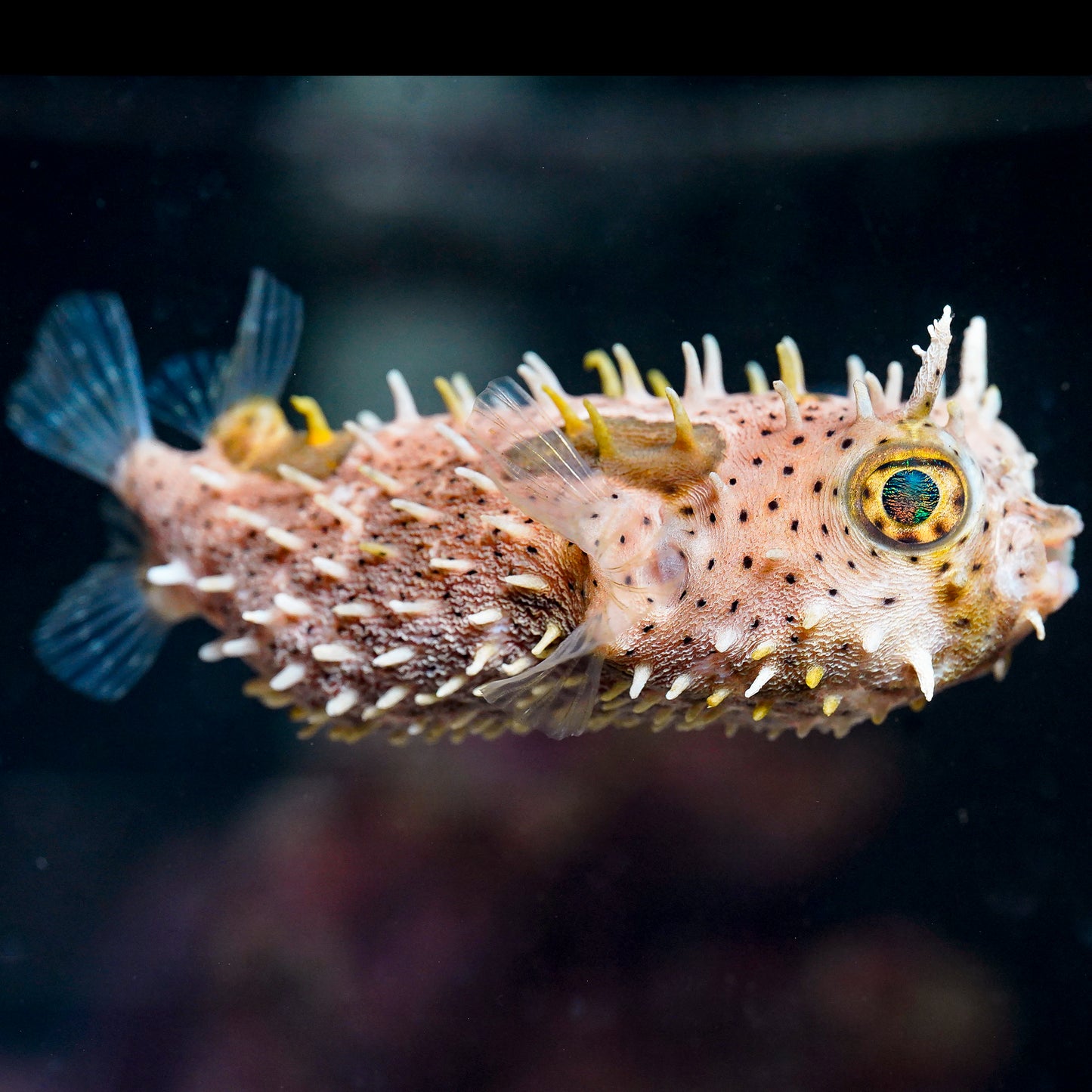 Bridled Burrfish EXPERT ONLY 5" WYSIWYG
