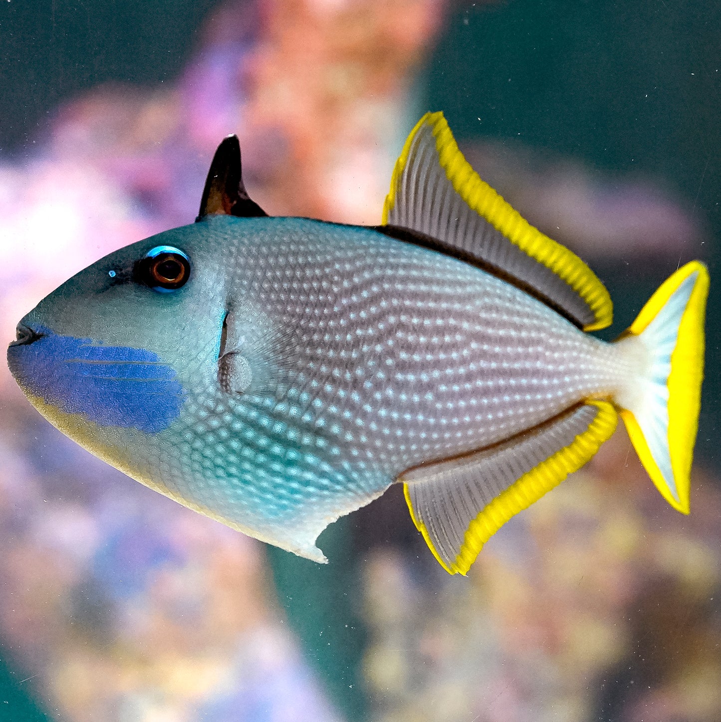 Blue Throat Triggerfish, Male 5" WYSIWYG