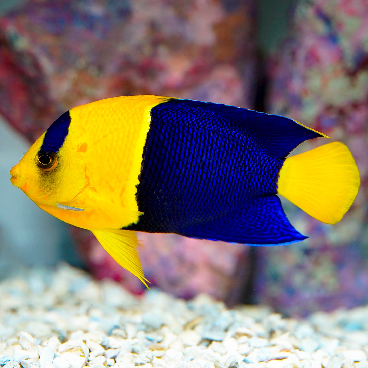 Bicolor Angelfish 3.5" WYSIWYG