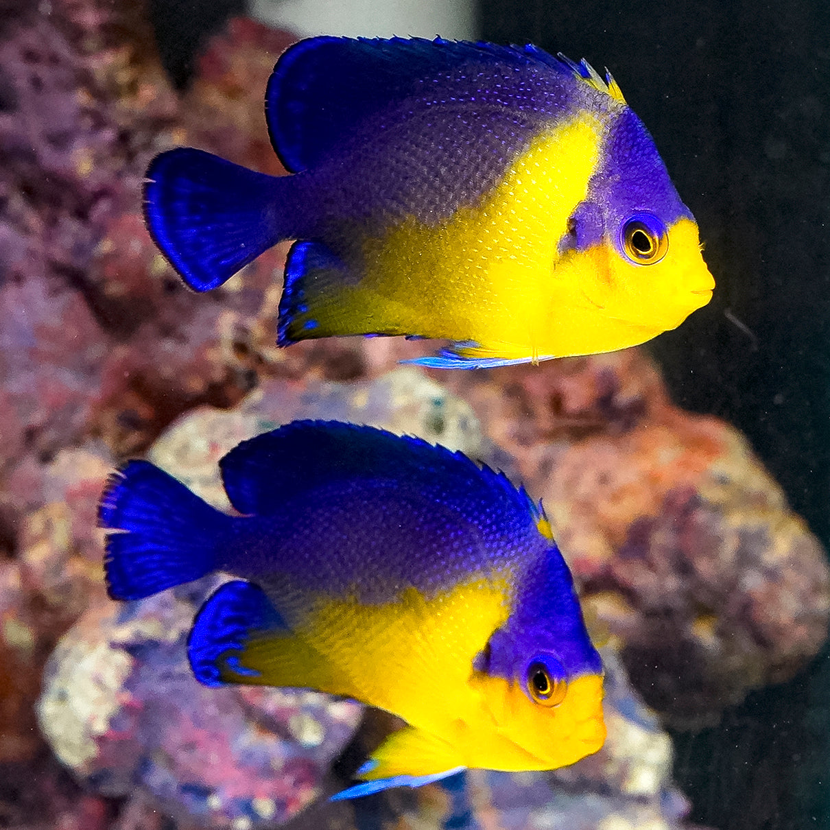 Purple Masked Angelfish Pair EXPERT ONLY 3" WYSIWYG