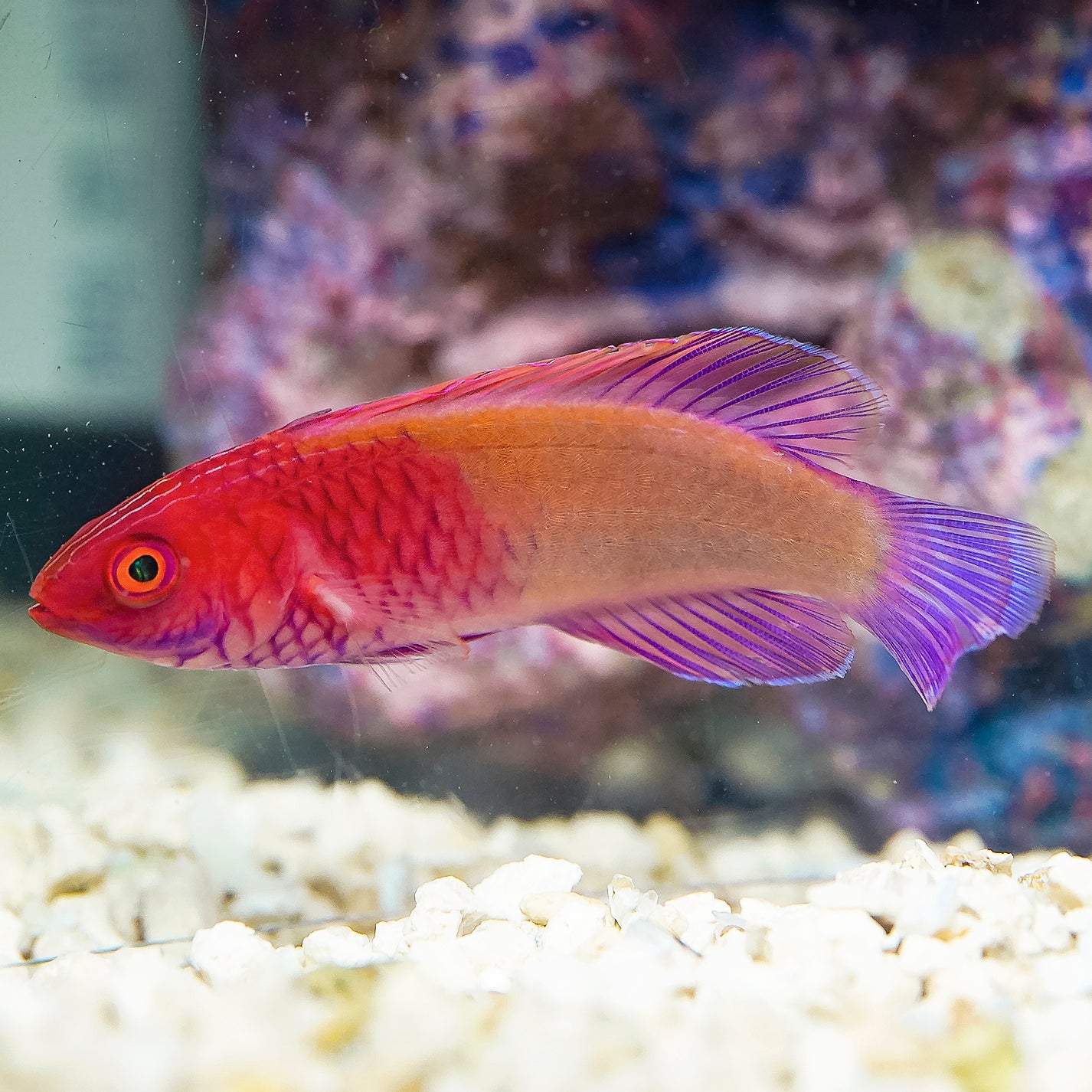 Red Velvet Fairy Wrasse 3" WYSIWYG