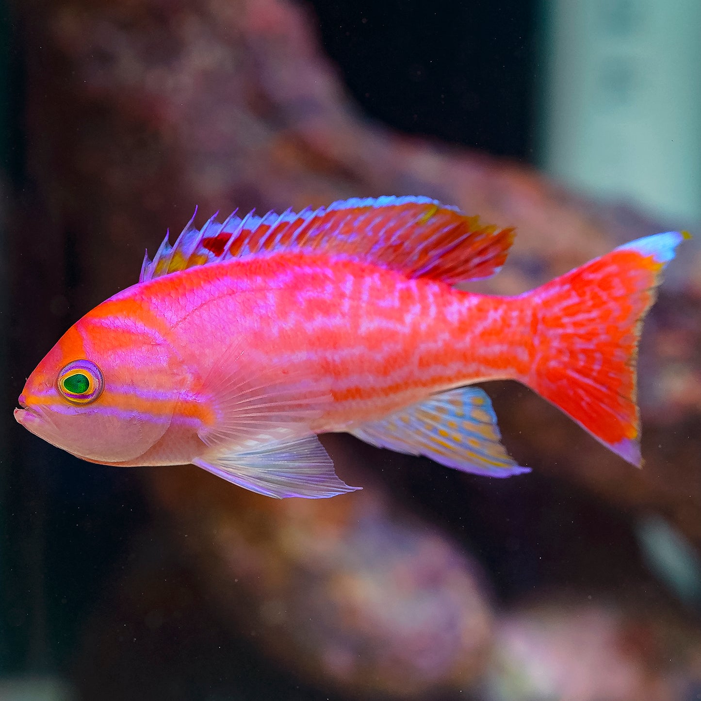Bimaculatus Anthias, Male 3.75" WYSIWYG