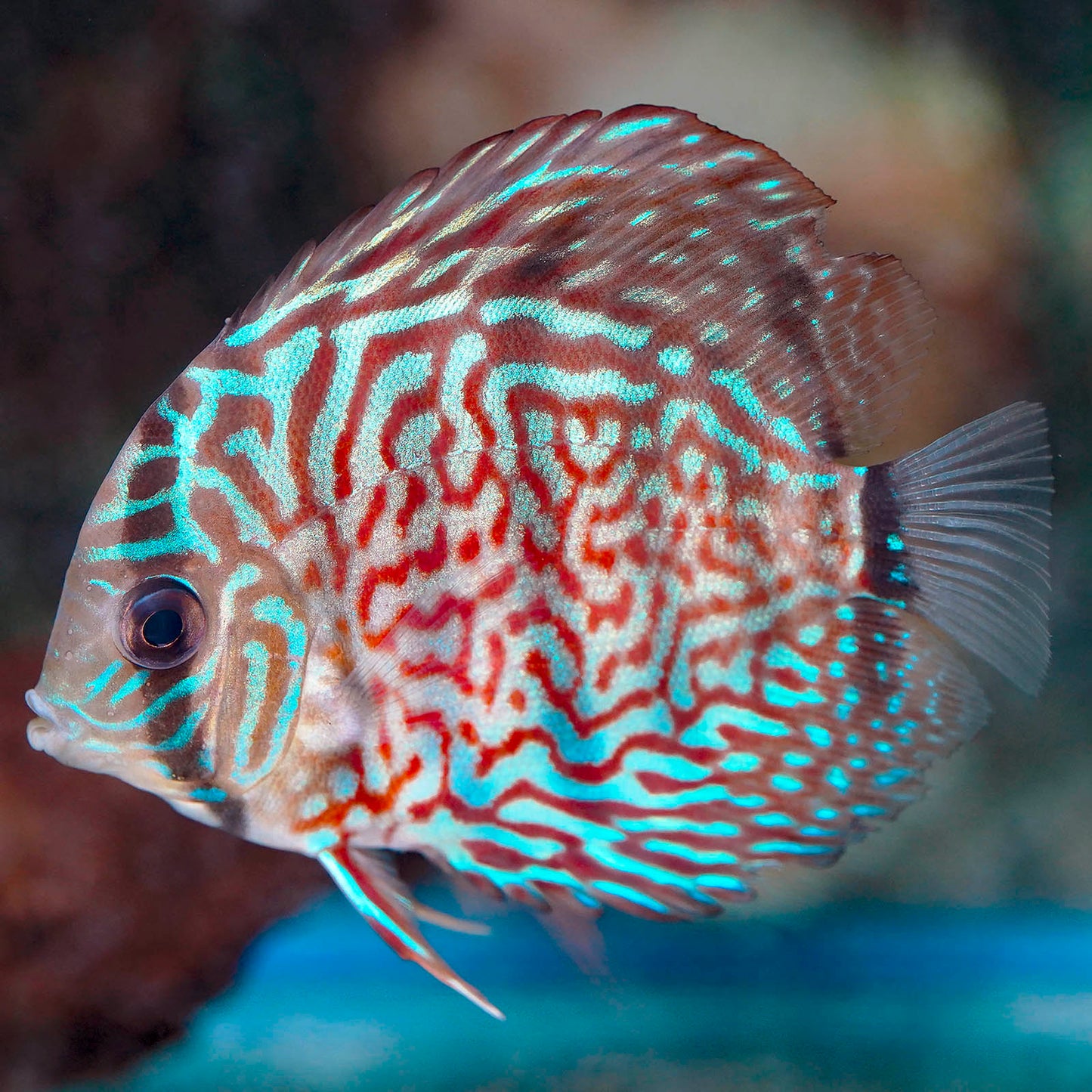 Red Turquoise Discus 3" WYSIWYG