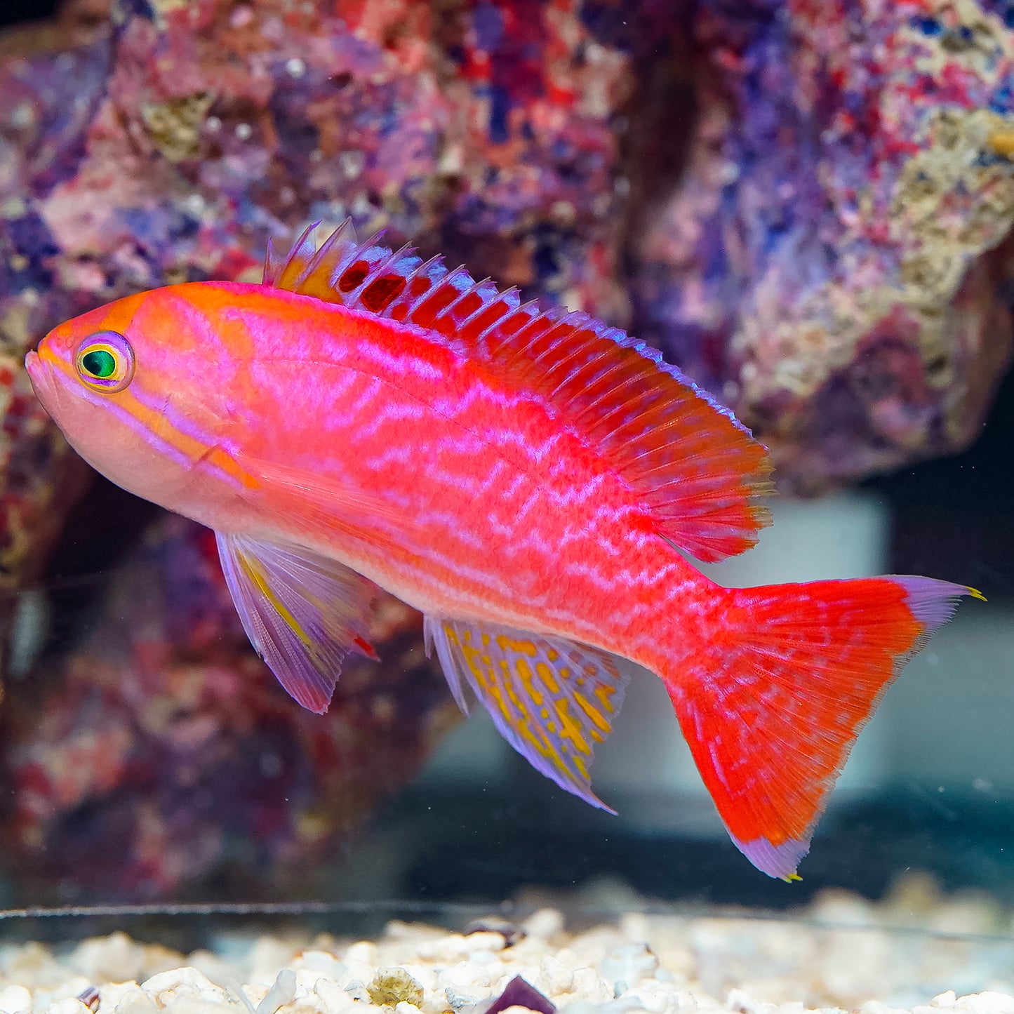 Bimaculatus Anthias, Male 3.5" WYSIWYG