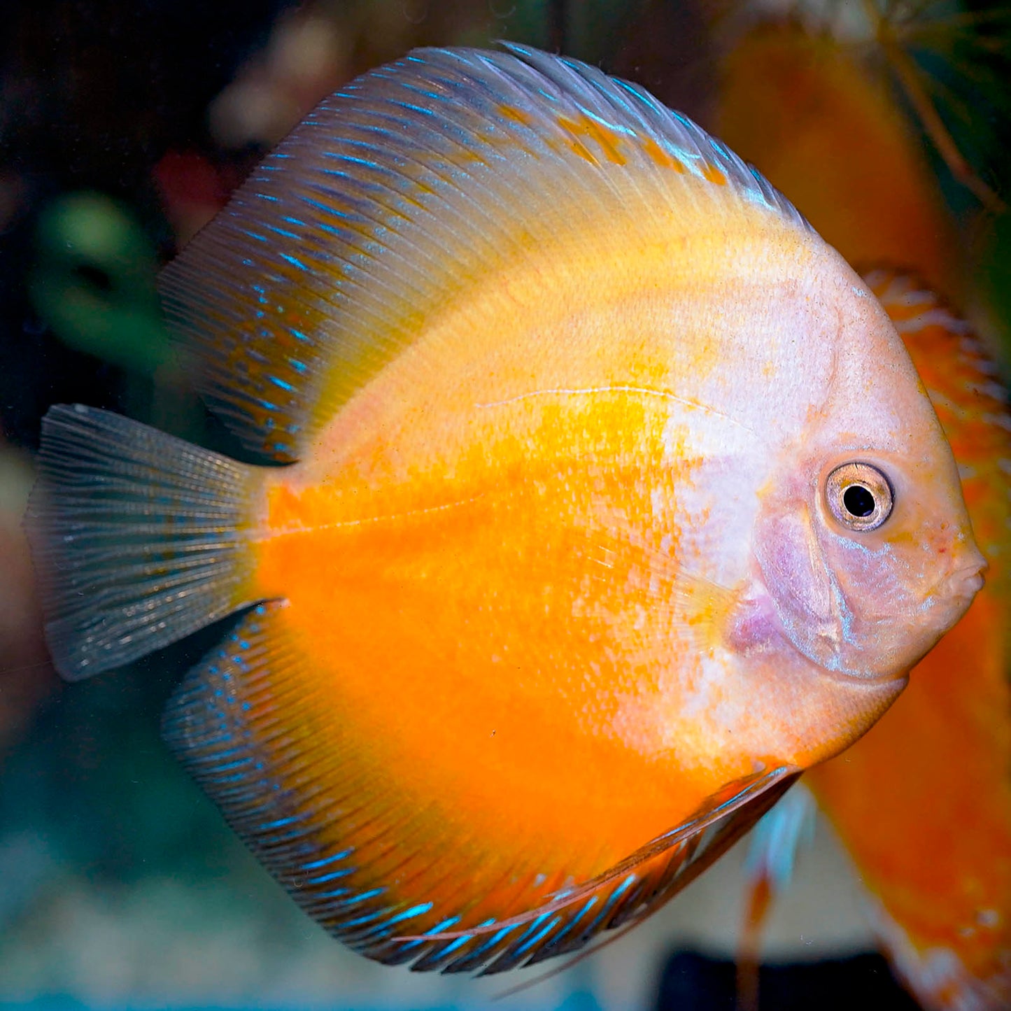 Yellow Pigeon Blood Discus 4.5" WYSIWYG