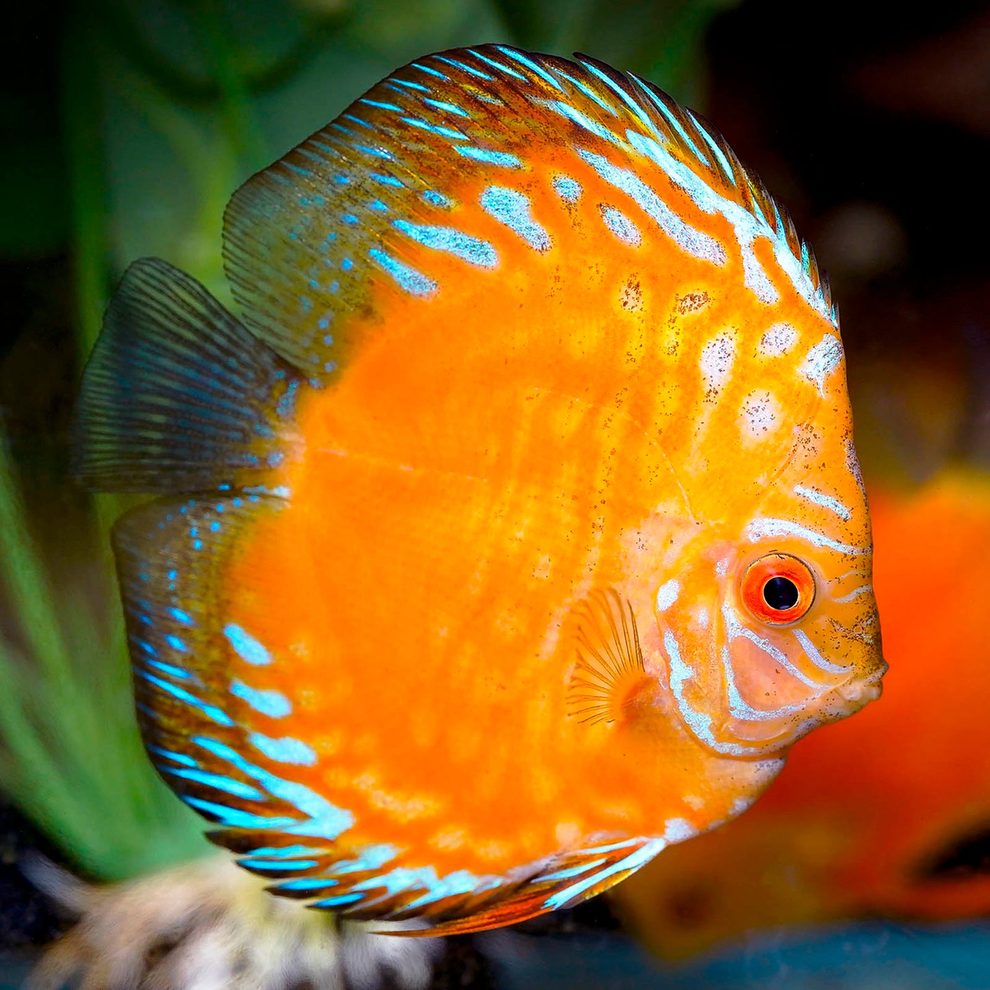 Pigeon Blood Discus 3" WYSIWYG
