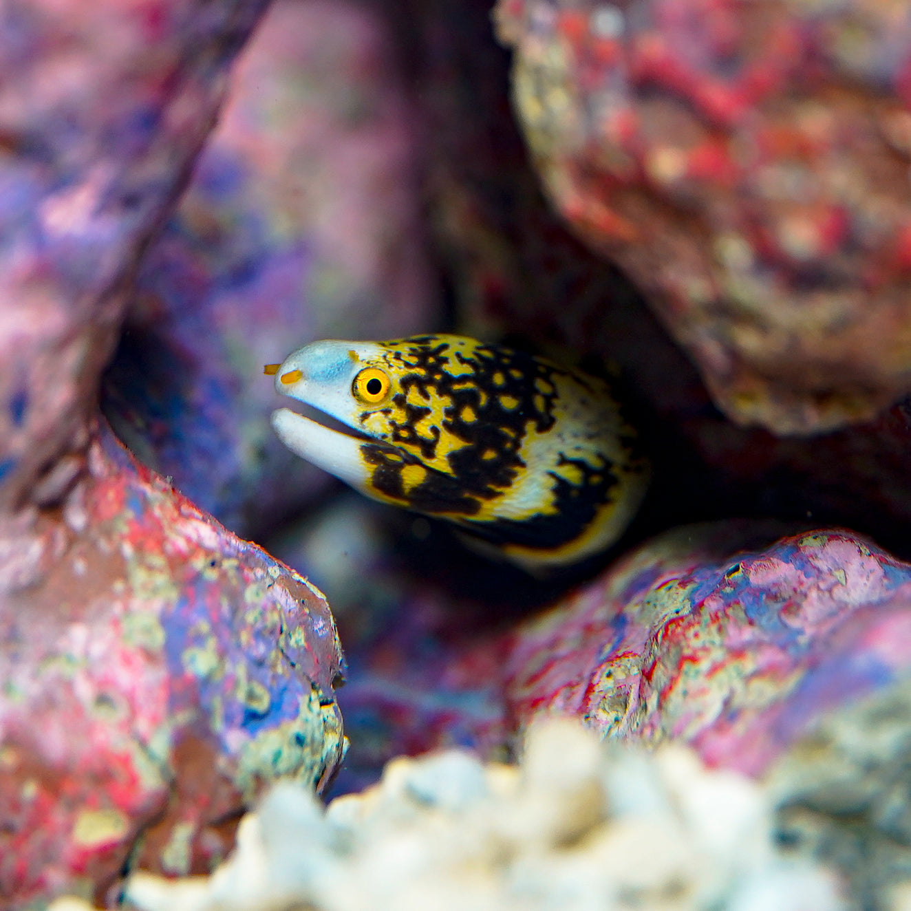 Snowflake Eel 9" WYSIWYG