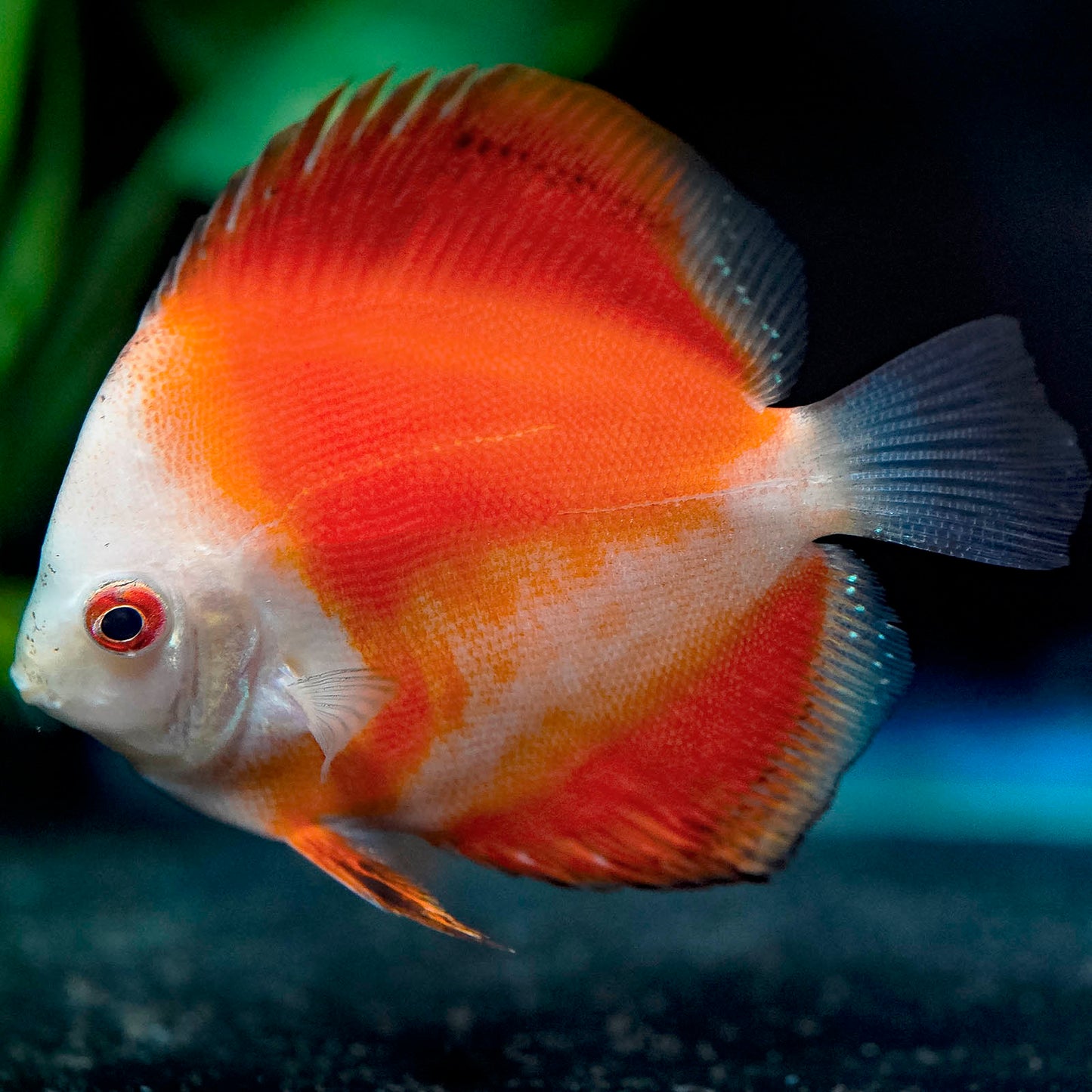 Red Malboro Discus 4" WYSIWYG