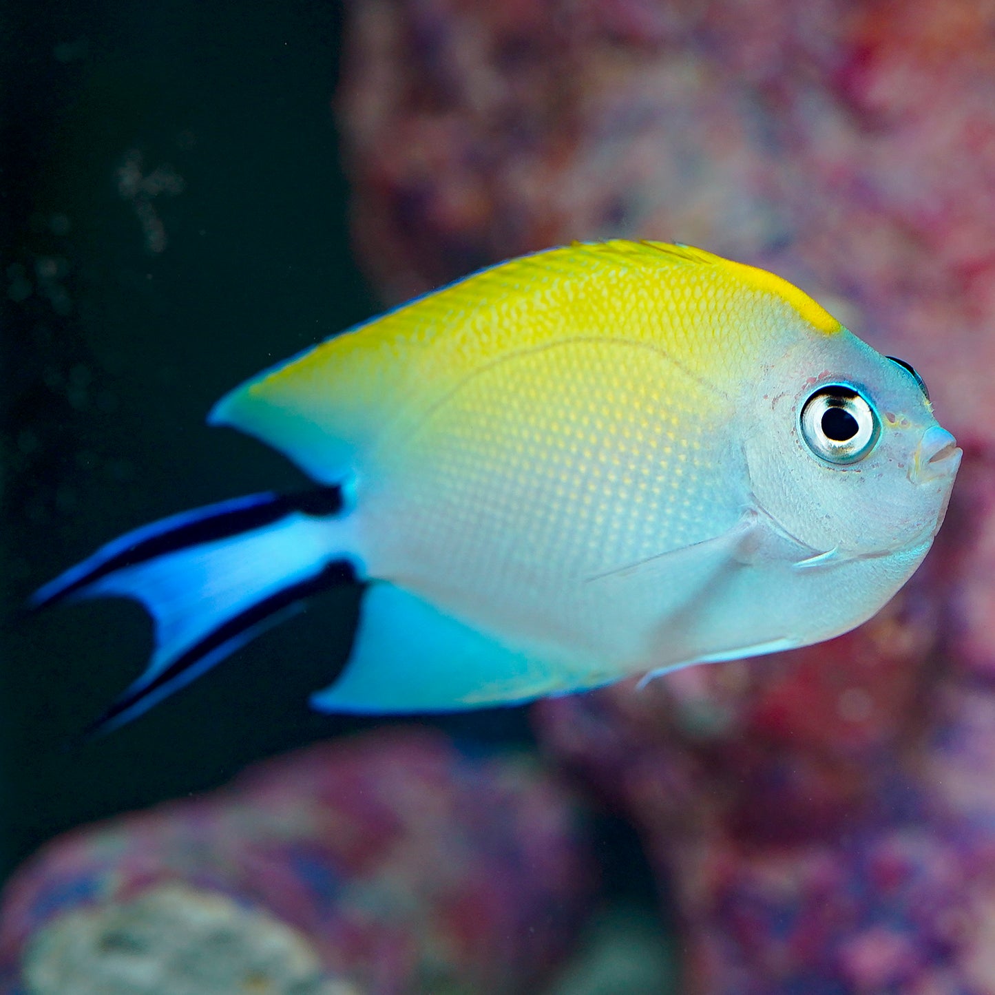 Spotbreast Angelfish 3.75" WYSIWYG