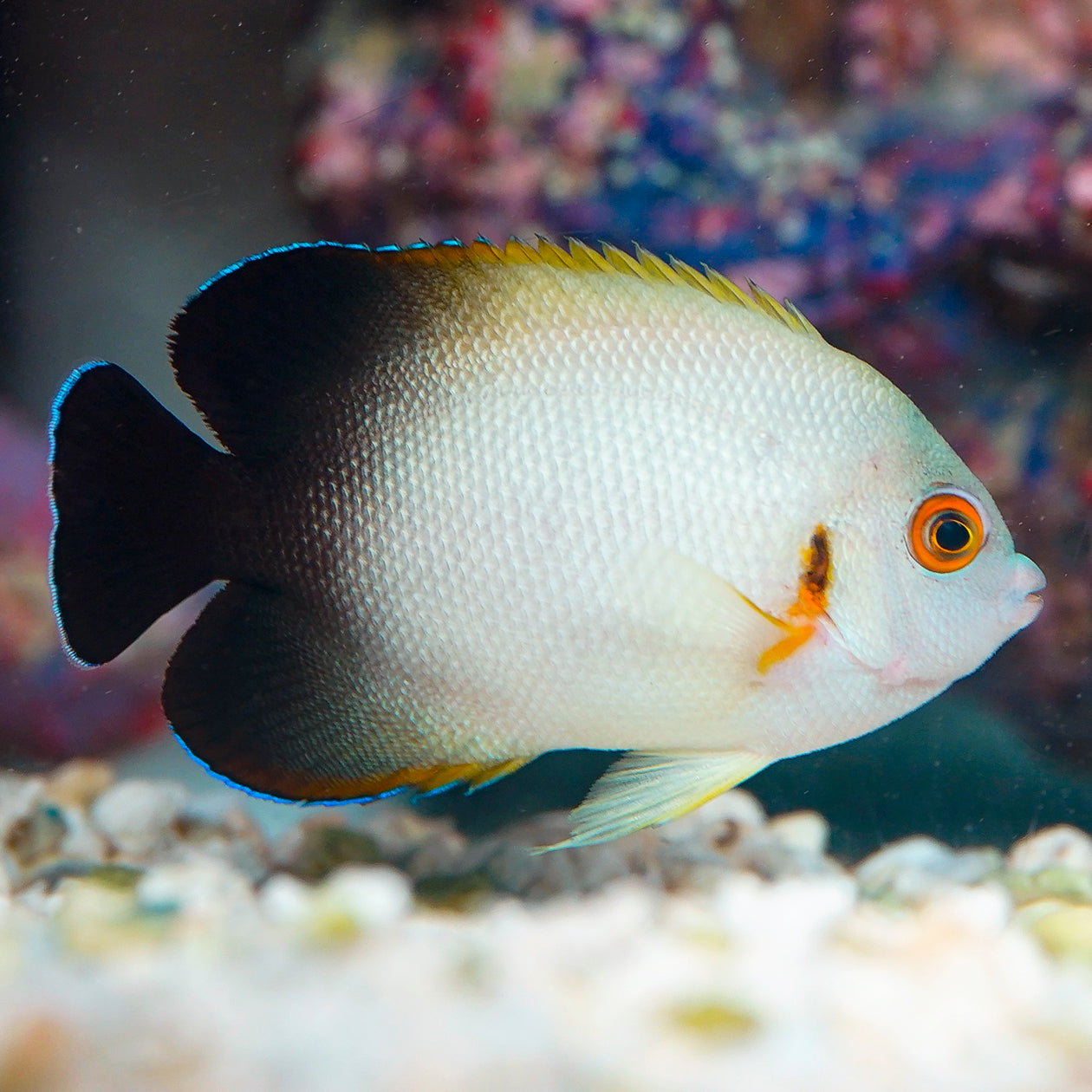 Half Black Angelfish 2.25" WYSIWYG