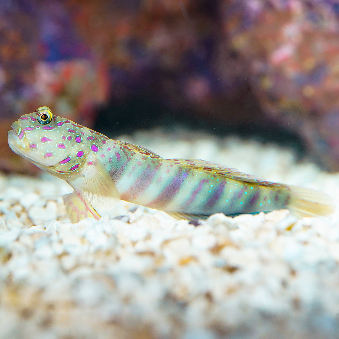 Pink Spotted Watchman Goby 3.25" WYSIWYG