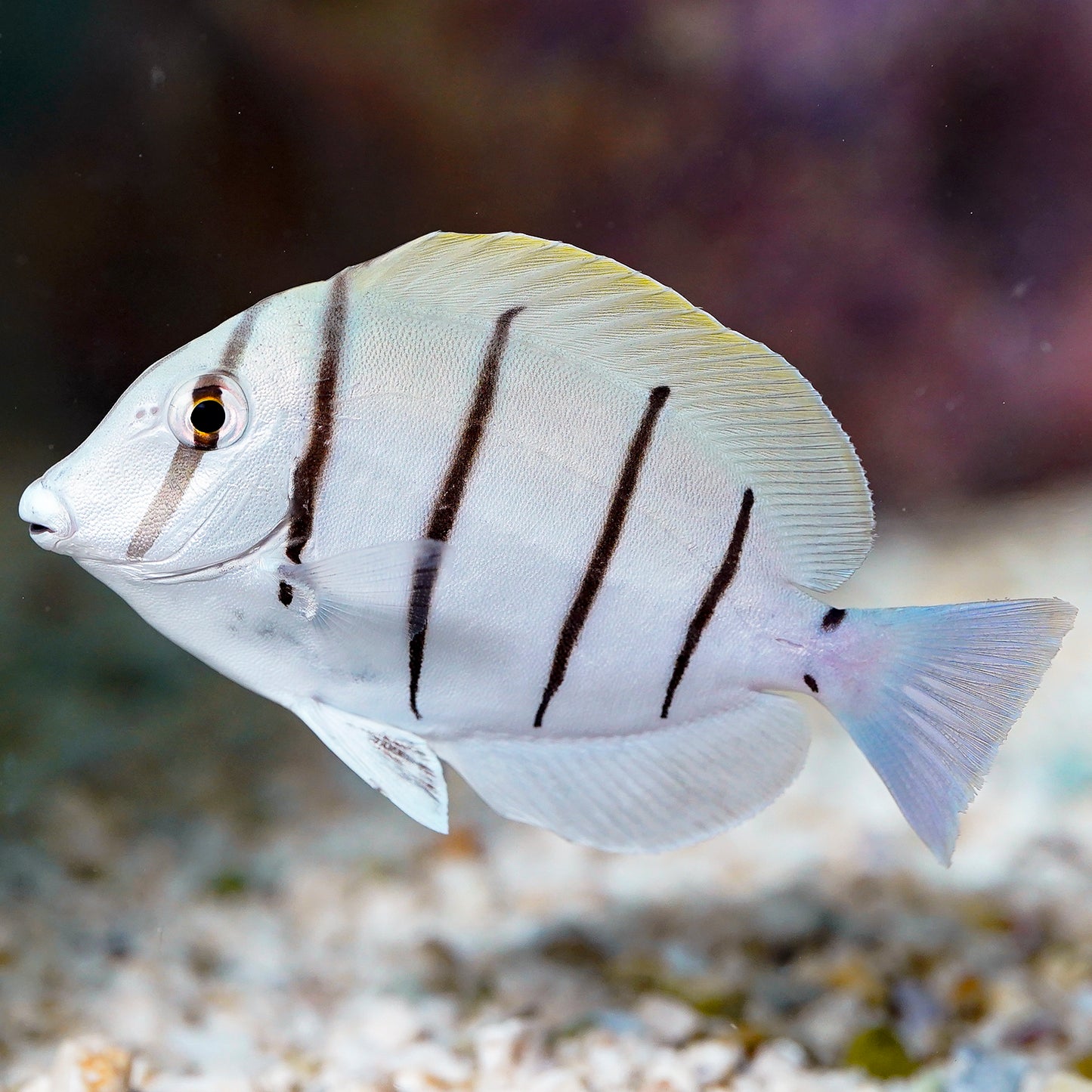 Convict Tang 2.75" WYSIWYG