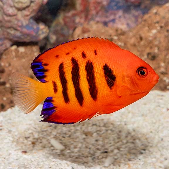 Flame Angelfish