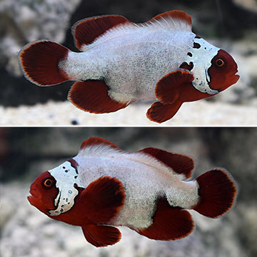 Thunder Maroon Clownfish, Captive-Bred