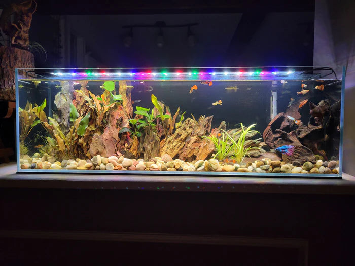 Lifegard Clear Glass Bookshelf Aquarium Kits