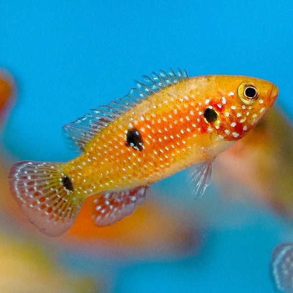 Red Jewel Cichlid