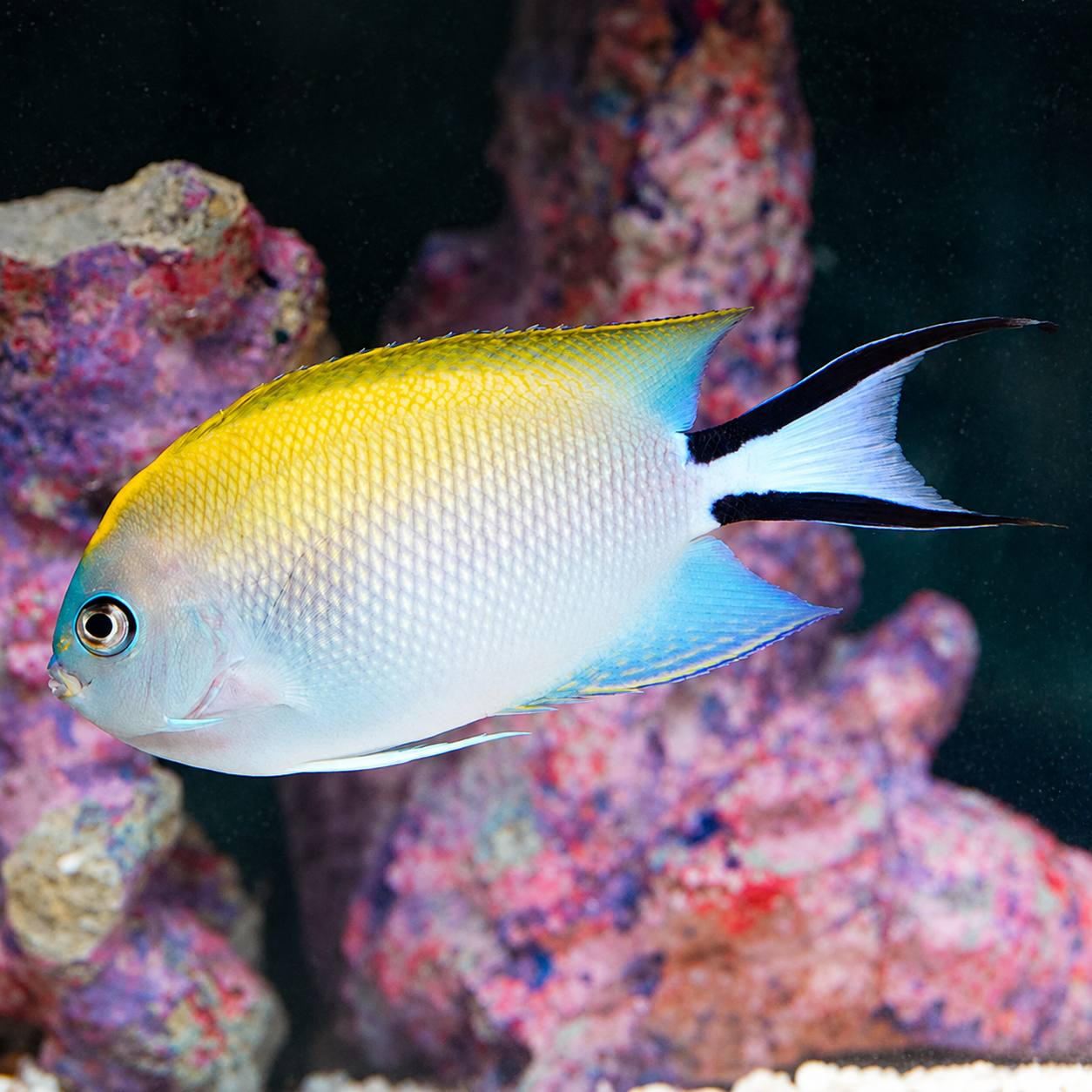 Spotbreast Angelfish 4.25" WYSIWYG