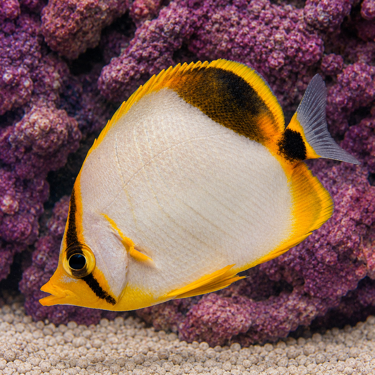 Yellowhead Butterflyfish 2.25" WYSIWYG