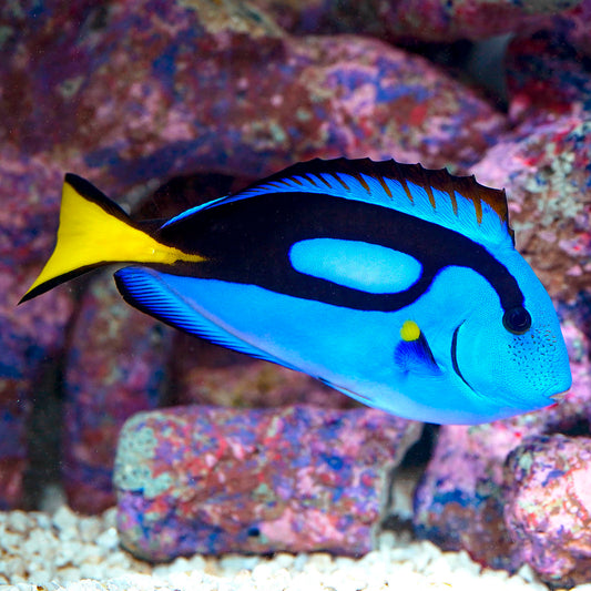 Blue Tang