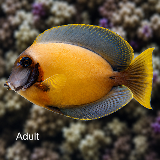 Lemon Tang