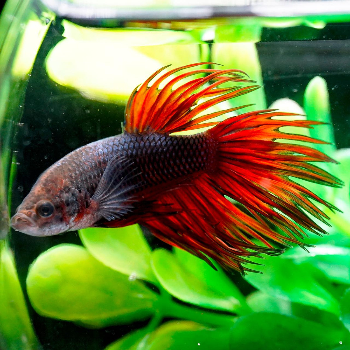 Crowntail Betta, Male