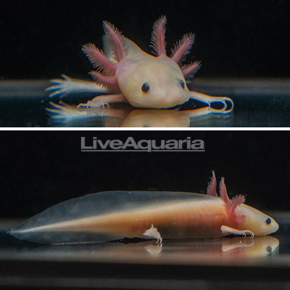 Leucistic Axolotl, GFP: Tropical Fish, Invertebrates, and Amphibians for  Freshwater Aquariums – LiveAquaria
