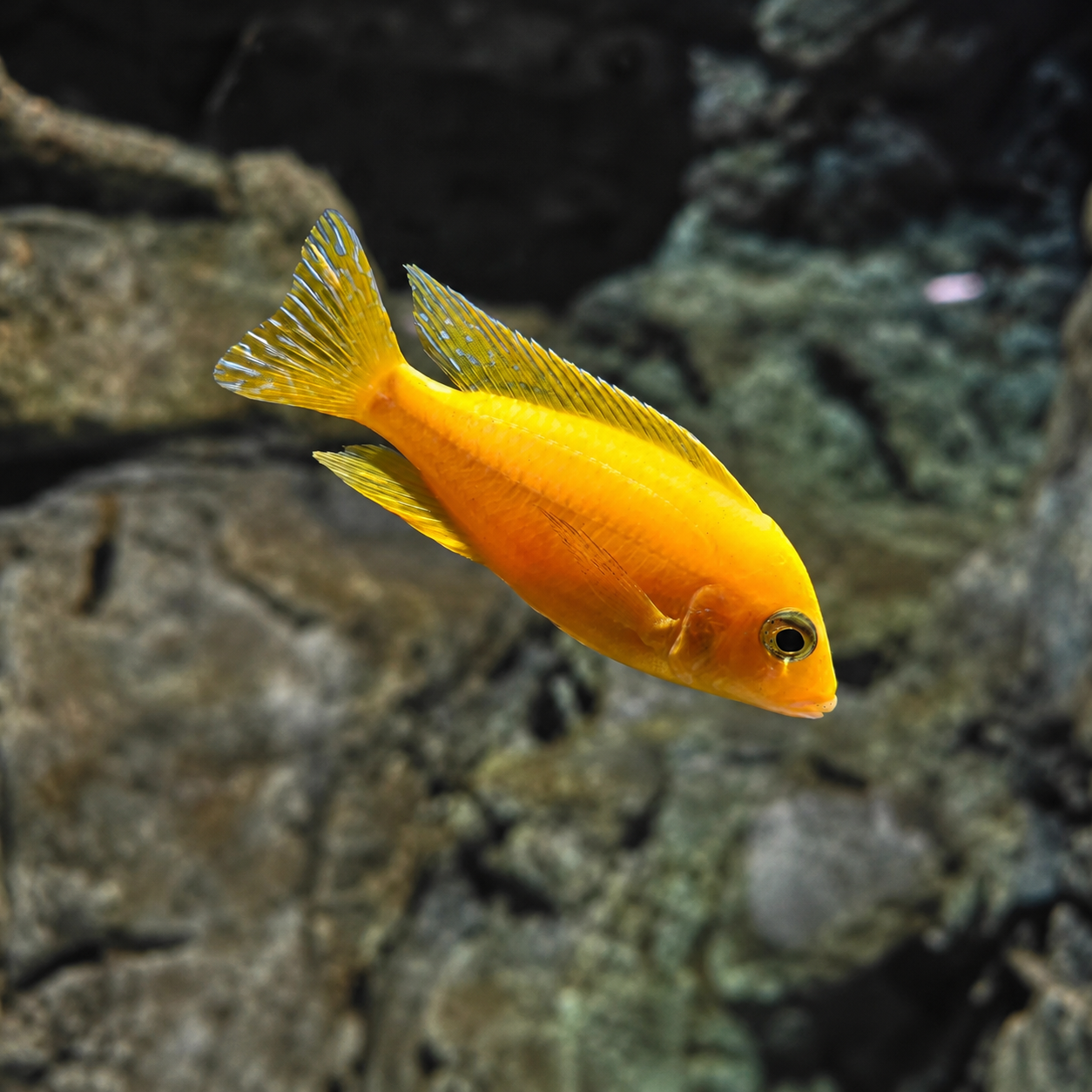 Lemon Cichlid
