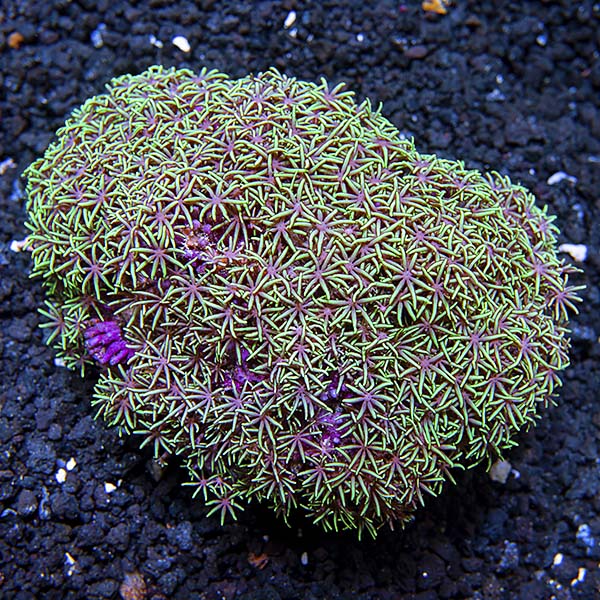 Green Branching Starburst Polyp (Briareum sp.) | Shop Polyps at